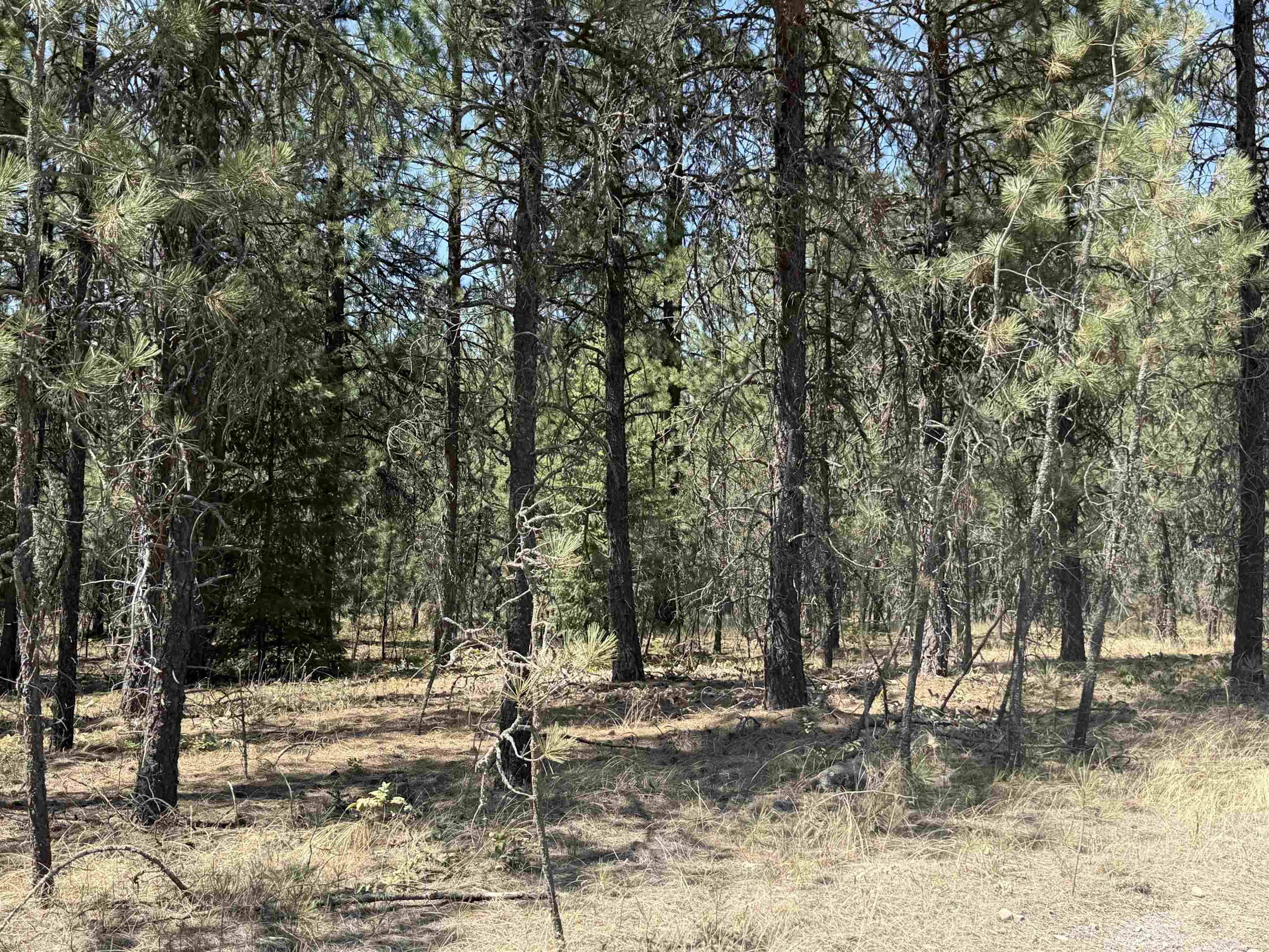 27719 N Regal Rd - Photo 5