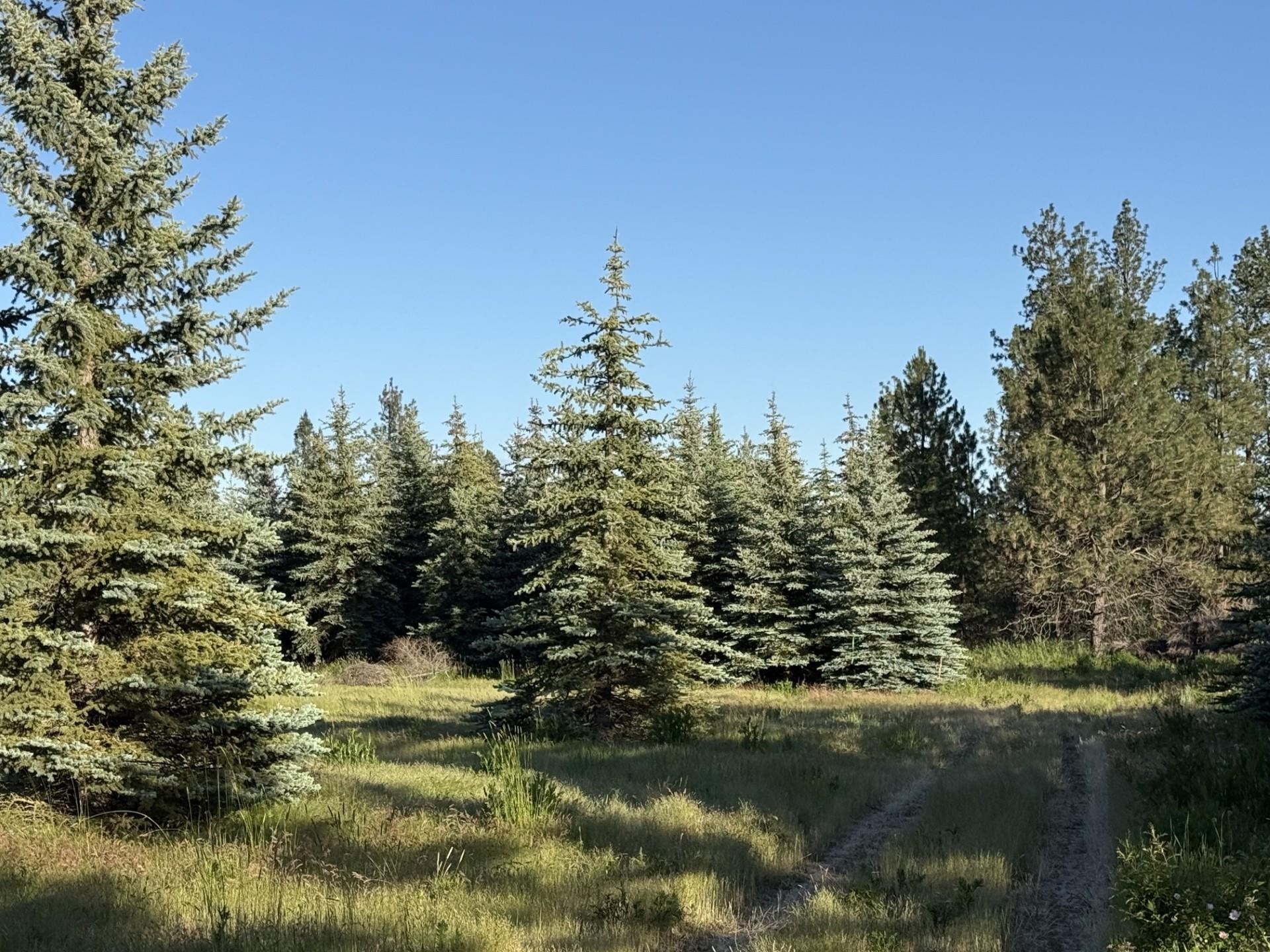 111XX S Spruce Tree Ln - Photo 3