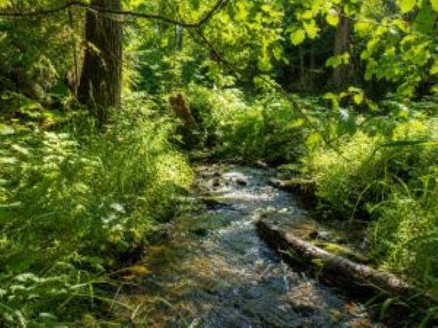 3121 Fifteen Mile Creek Rd. Rd - Photo 27
