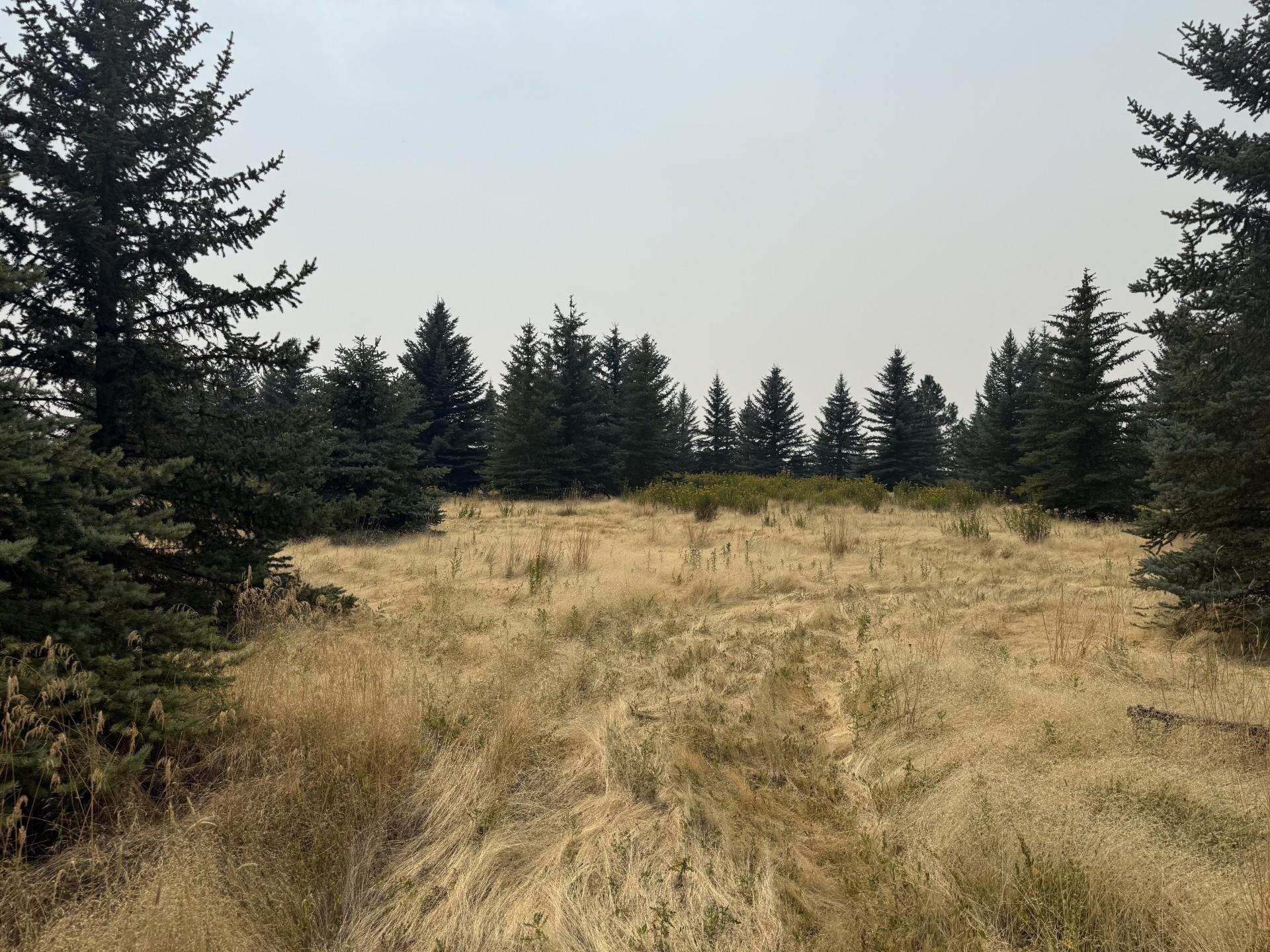 112XX S Spruce Tree Ln - Photo 9