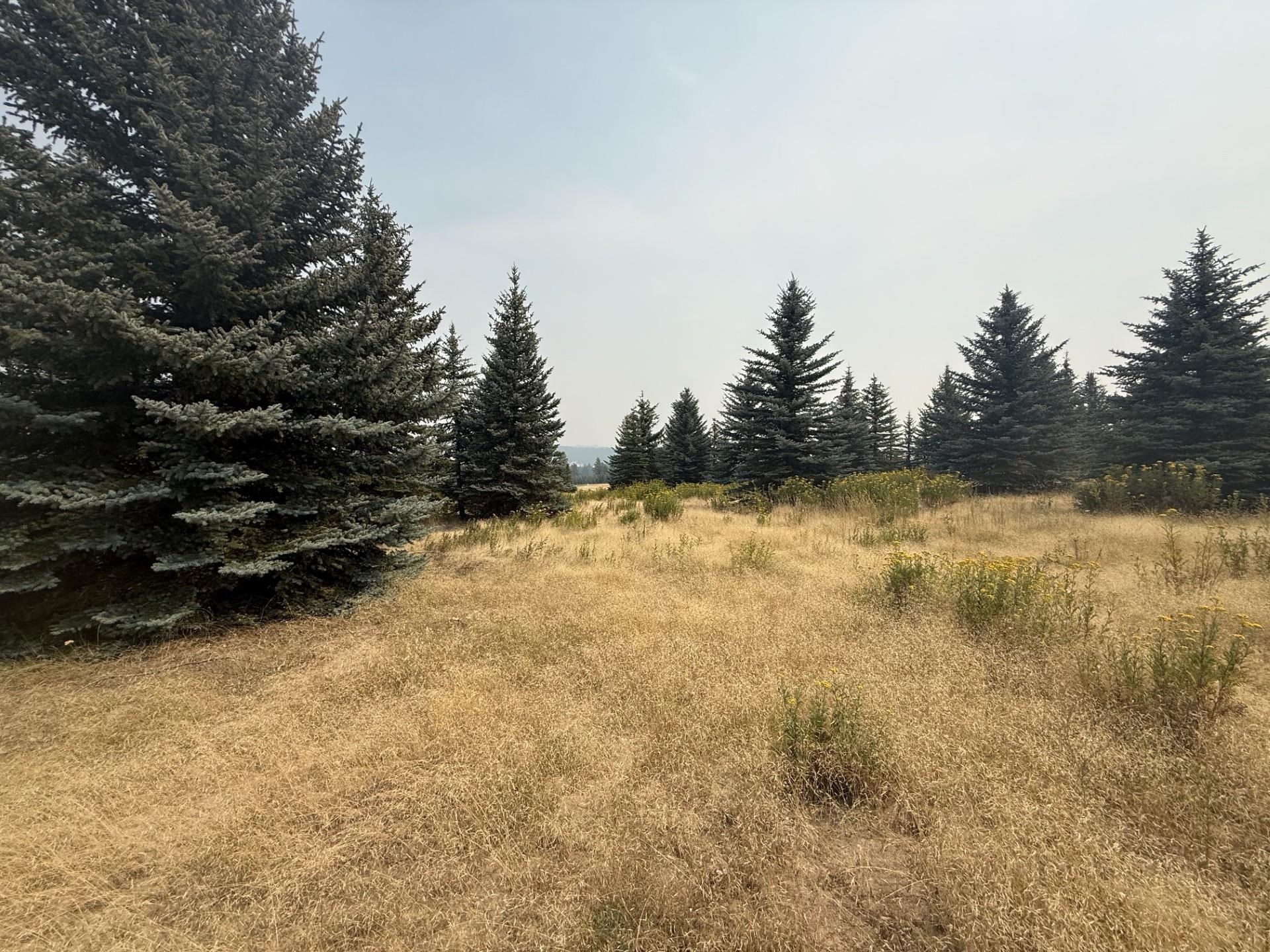 112XX S Spruce Tree Ln - Photo 4