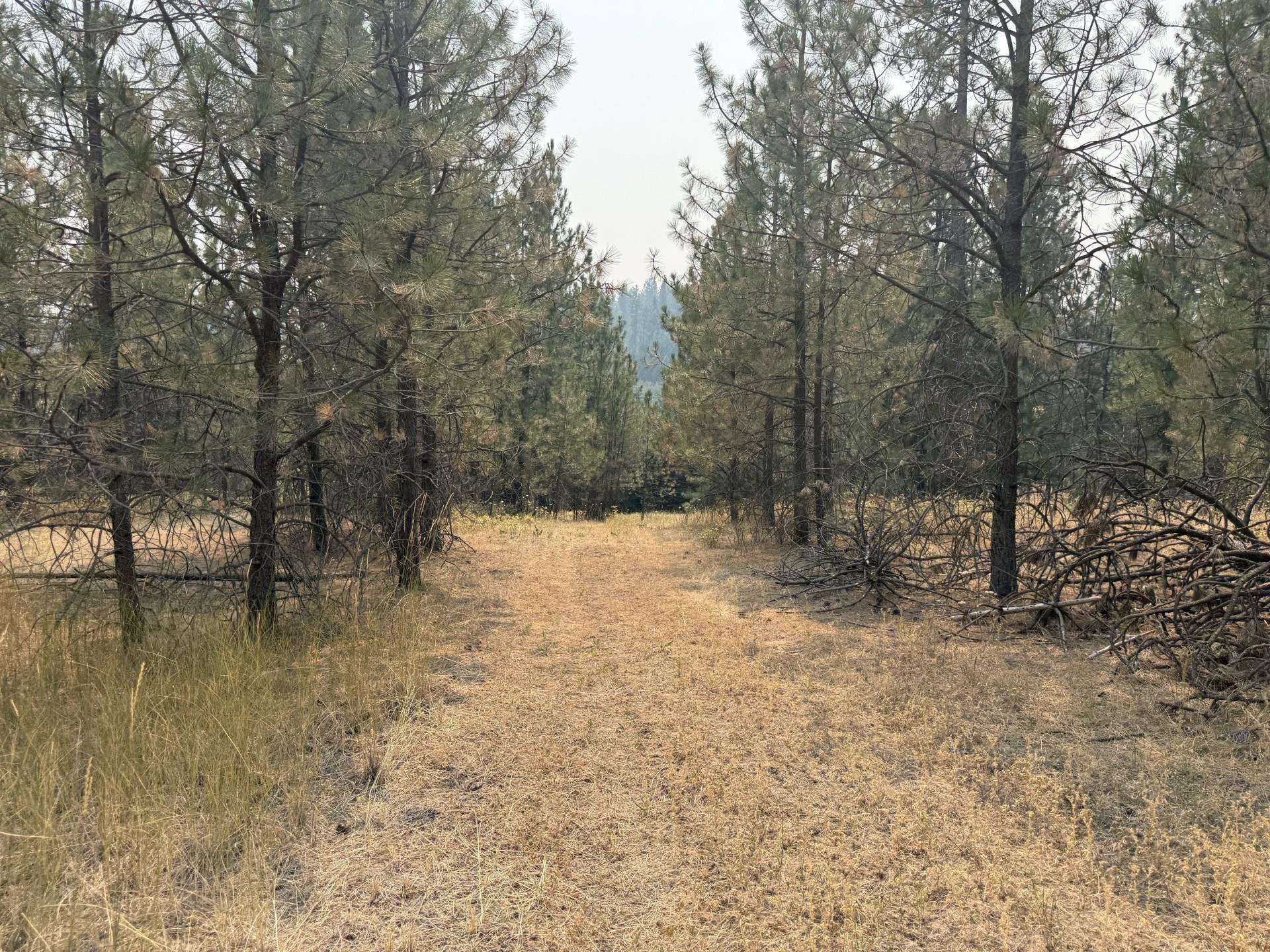 119XX S Spruce Tree Ln - Photo 3