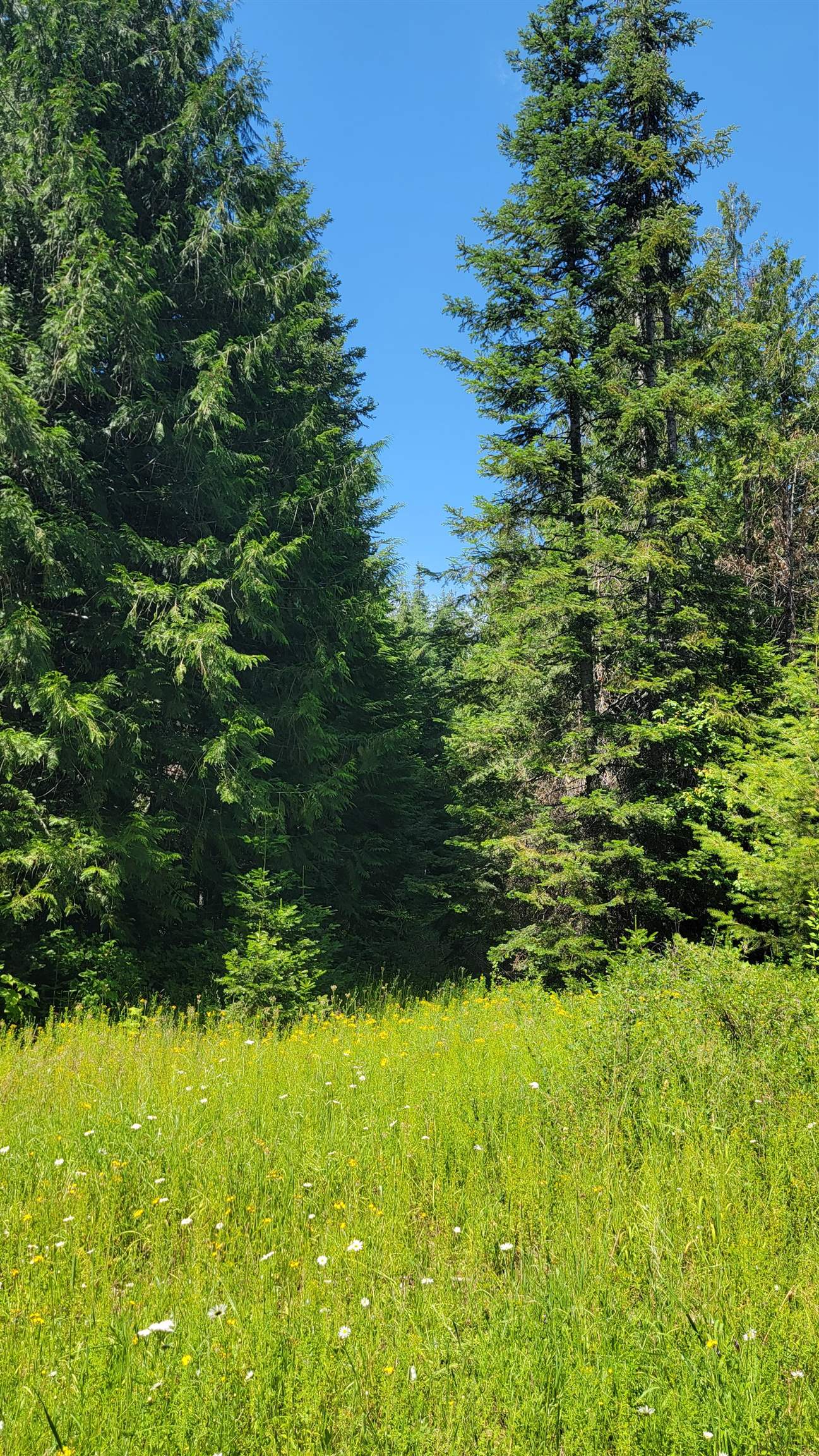 NKN Bead Lake - Lot 5 Rd - Photo 43