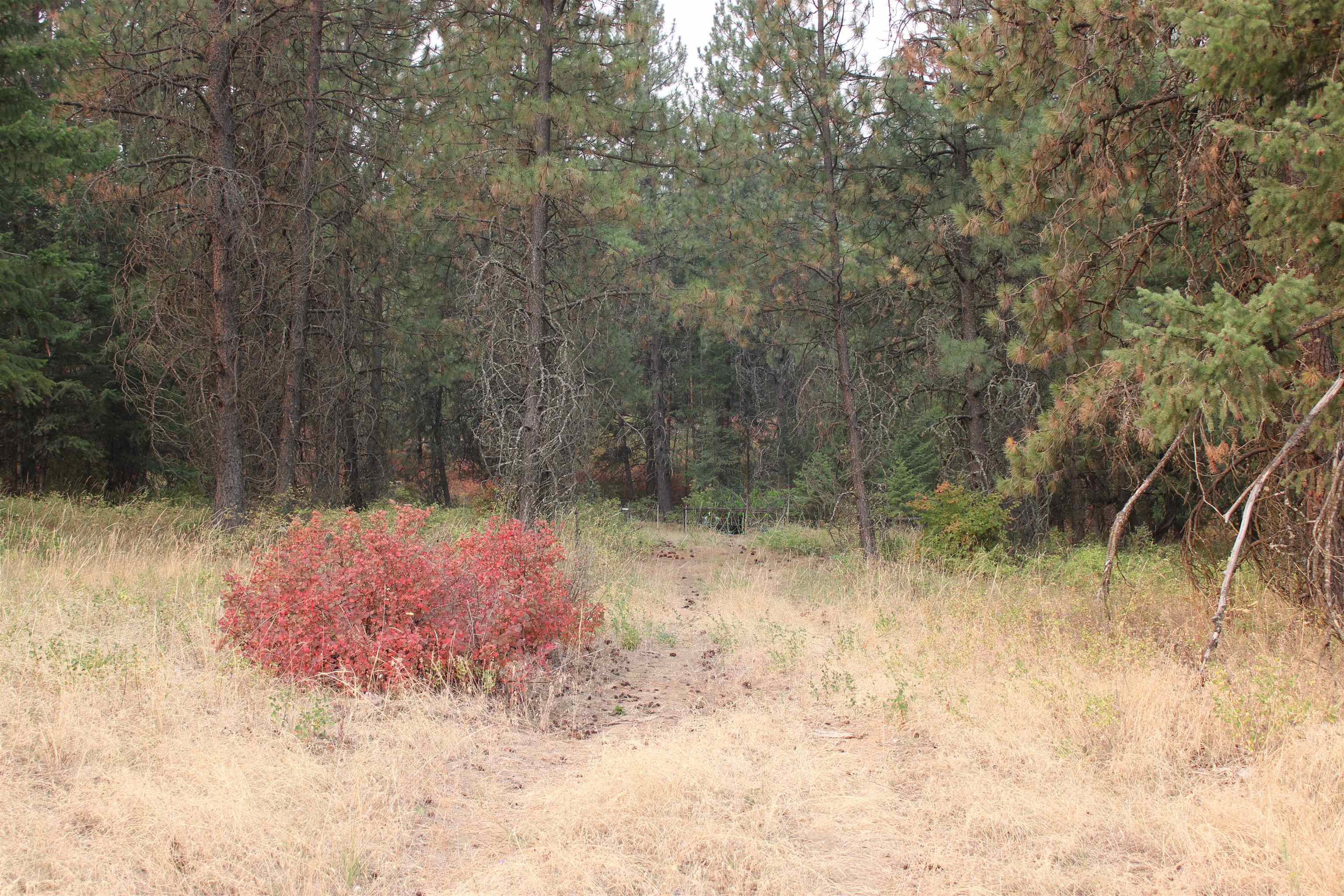 NKA Pine Rose (Lot 1) Way - Photo 3