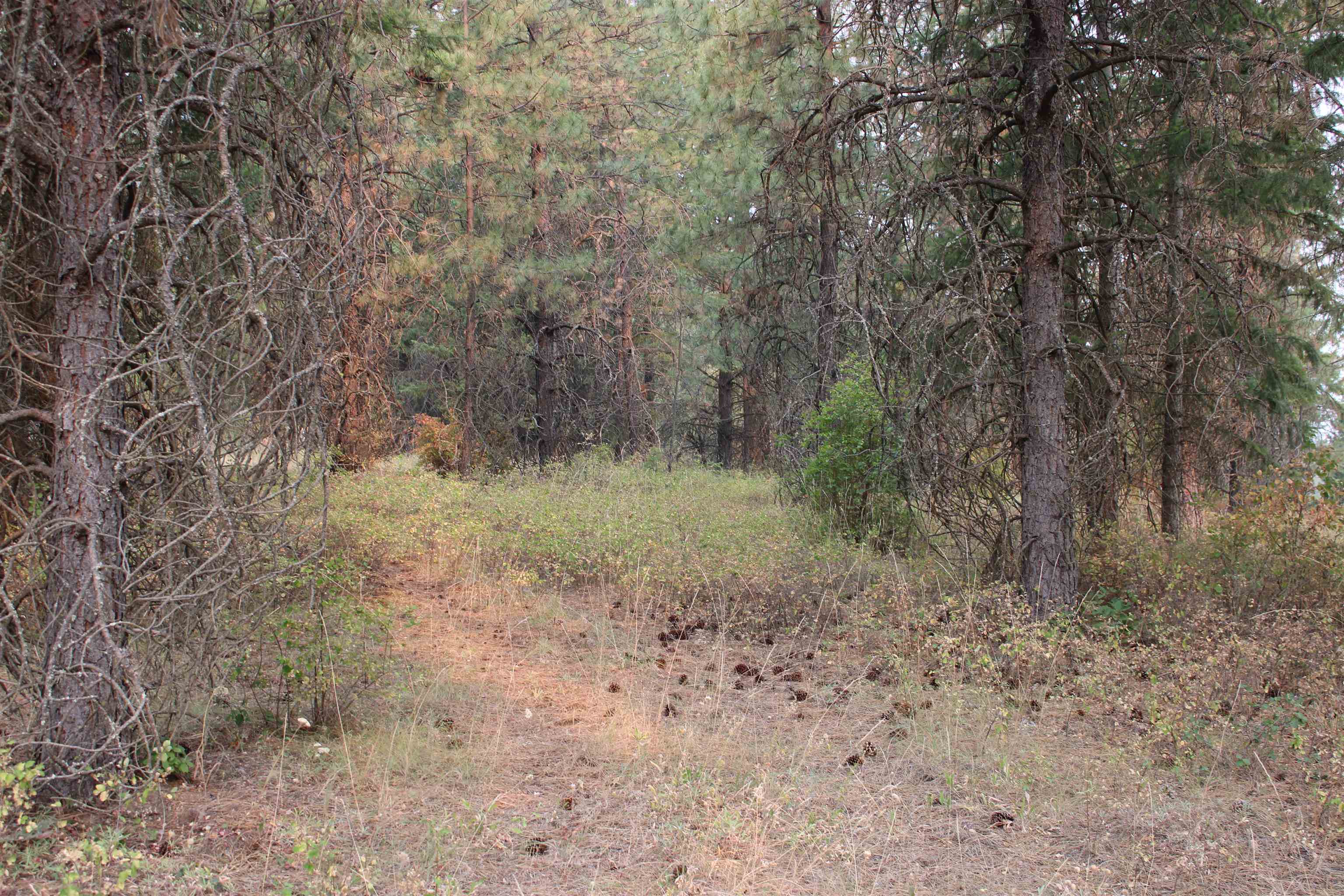 NKA Pine Rose (Lot 1) Way - Photo 4