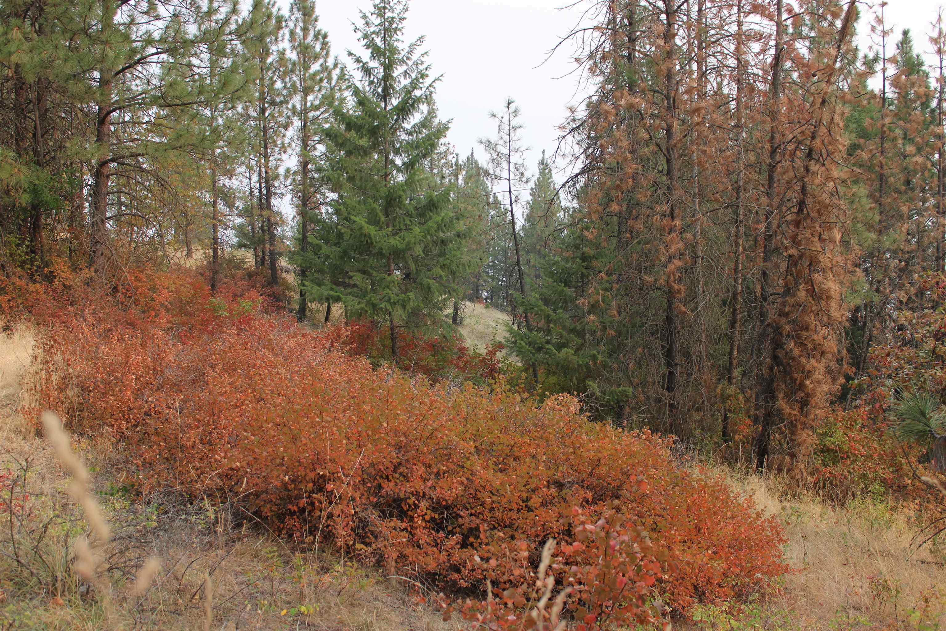 NKA Pine Rose (Lot 1) Way - Photo 6