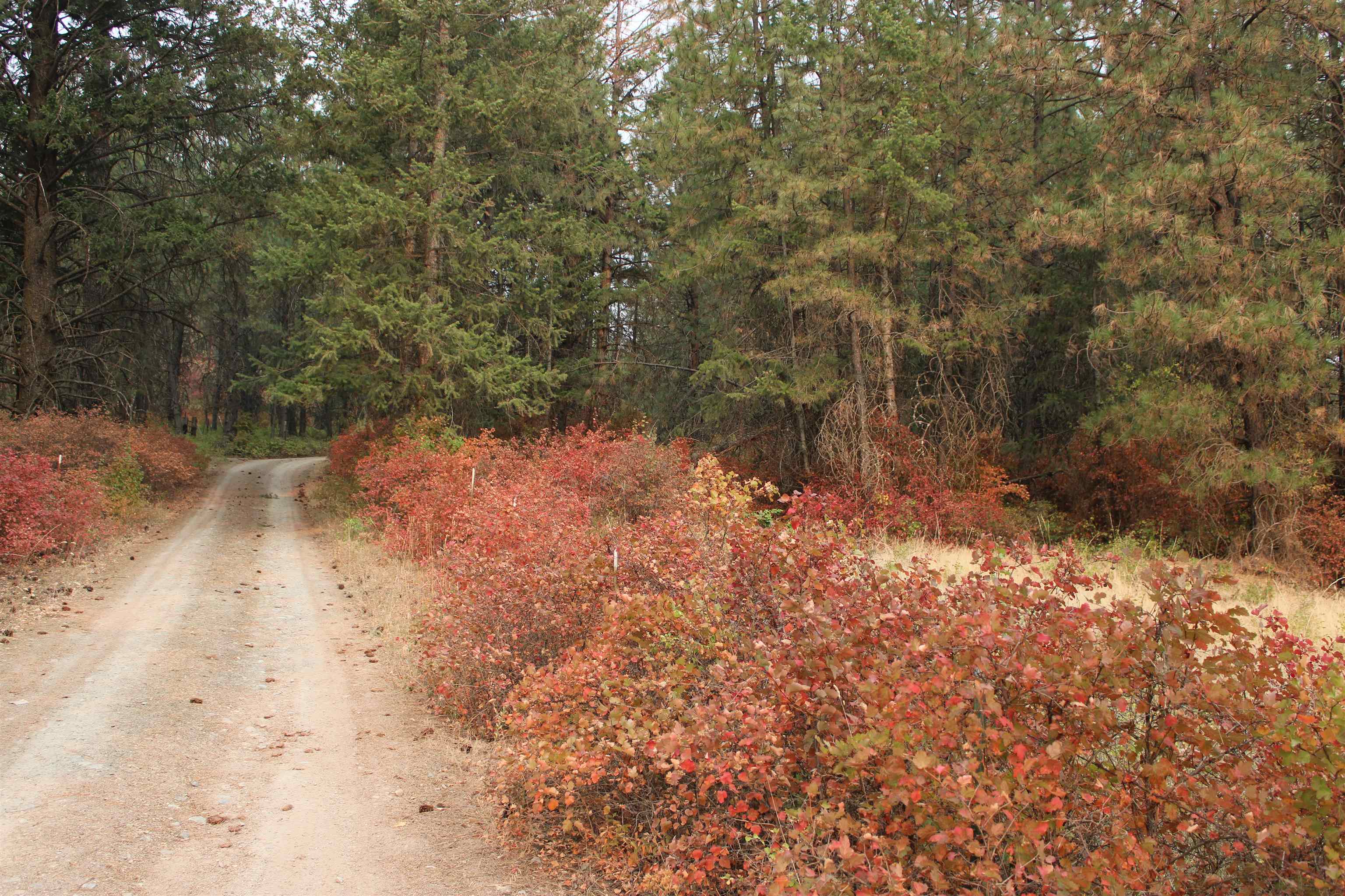 NKA Pine Rose (Lot 1) Way - Photo 7