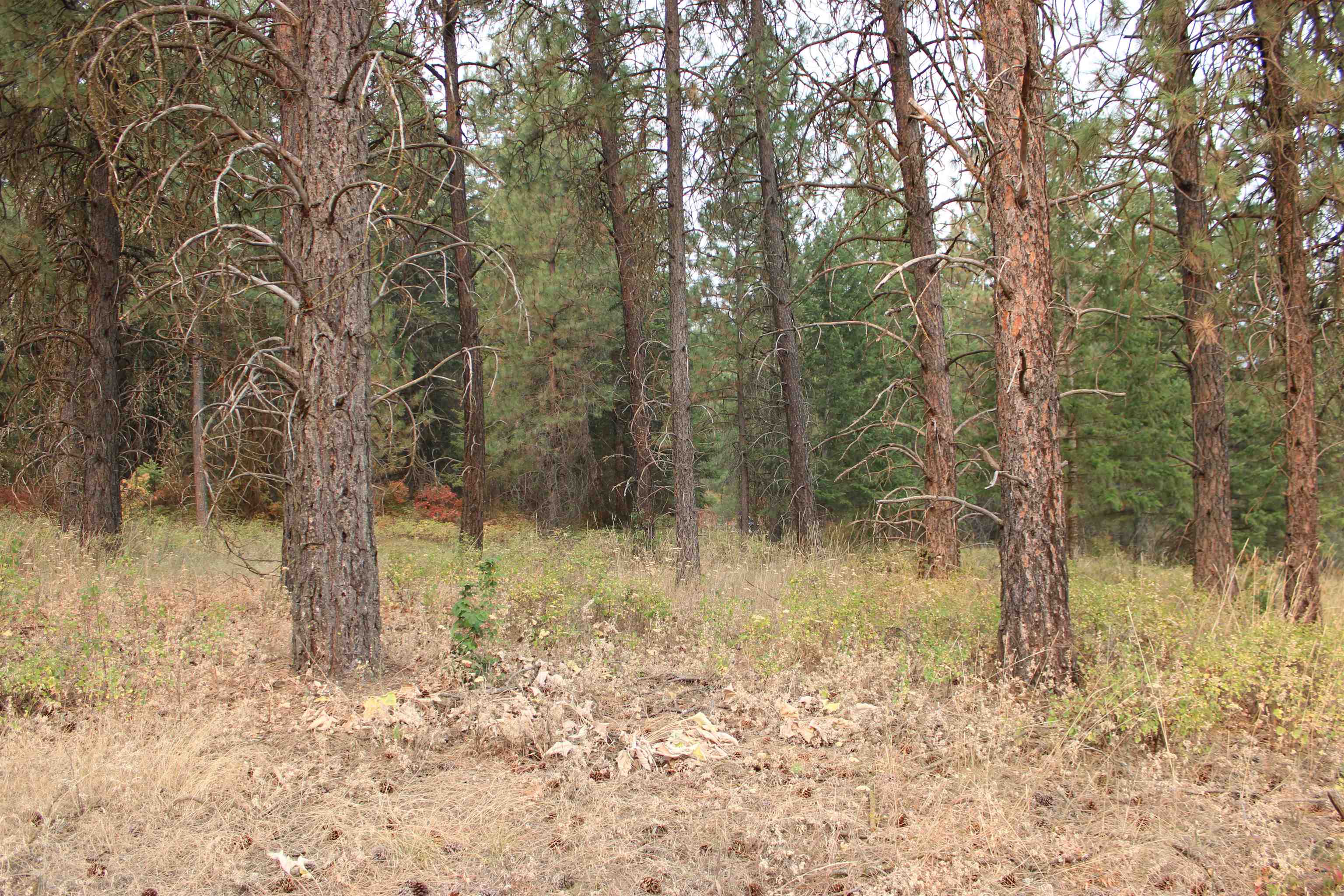 NKA Pine Rose (Lot 1) Way - Photo 8