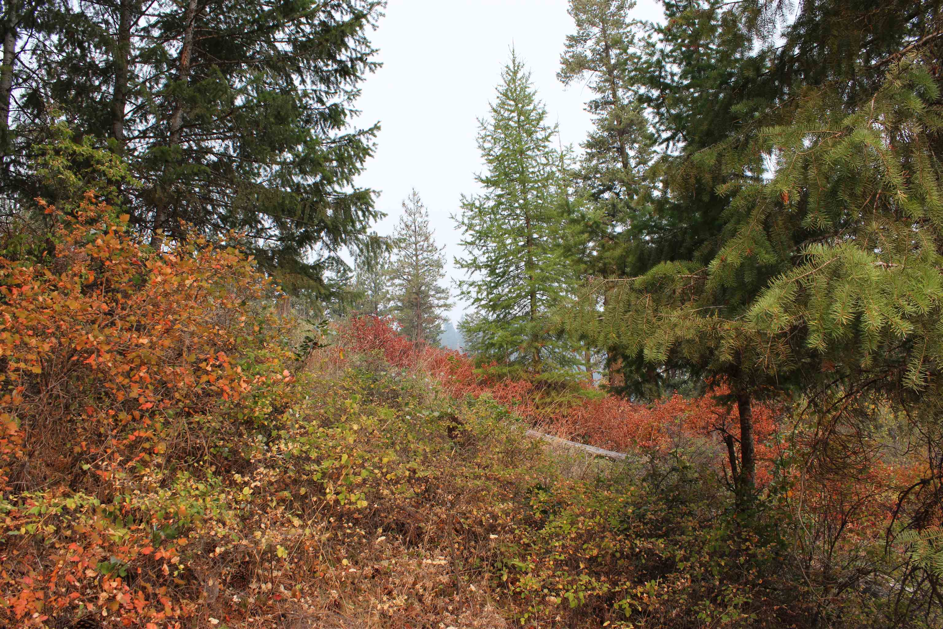 NKA Pine Rose (Lot 1) Way - Photo 9