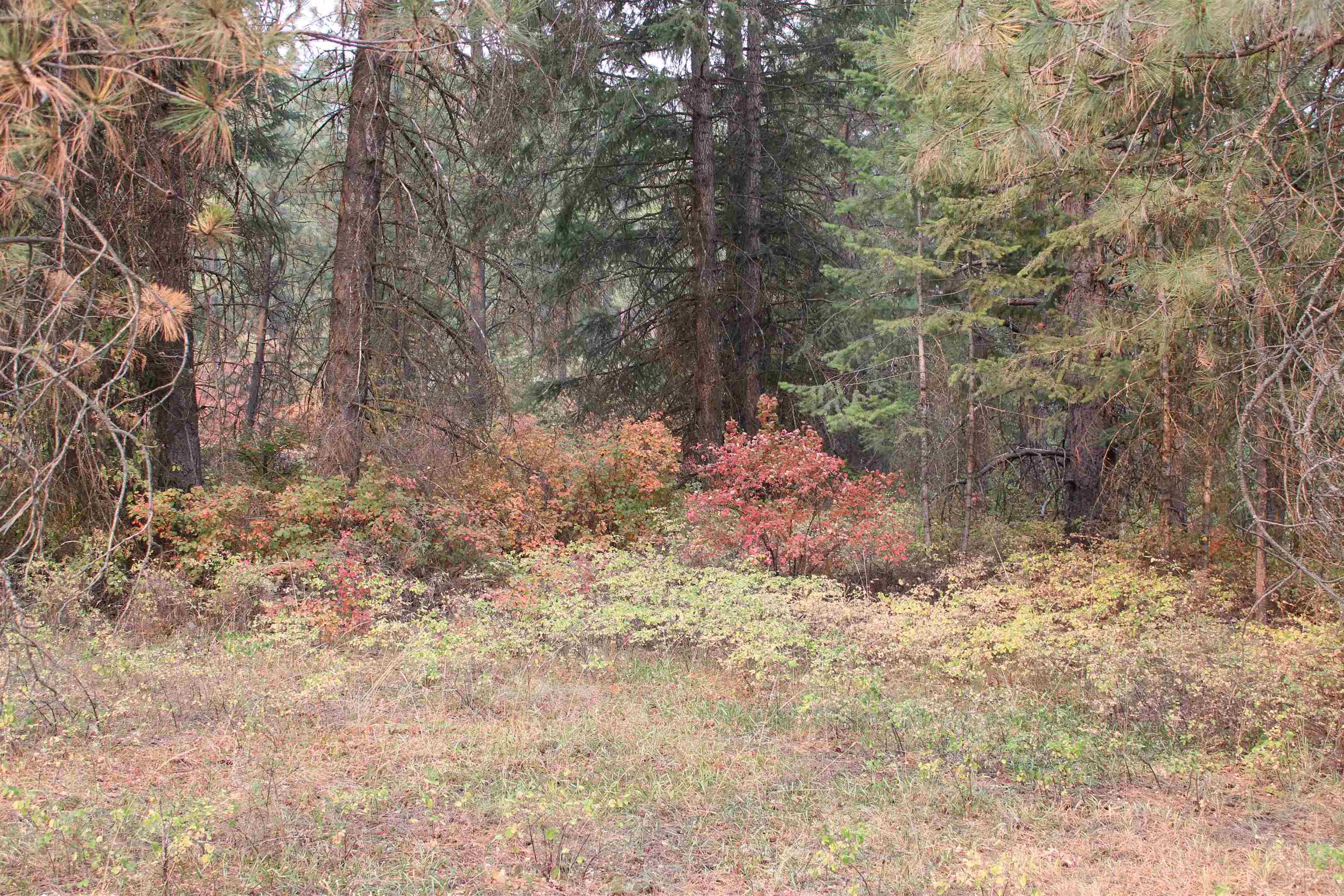 NKA Pine Rose (Lot 1) Way - Photo 12