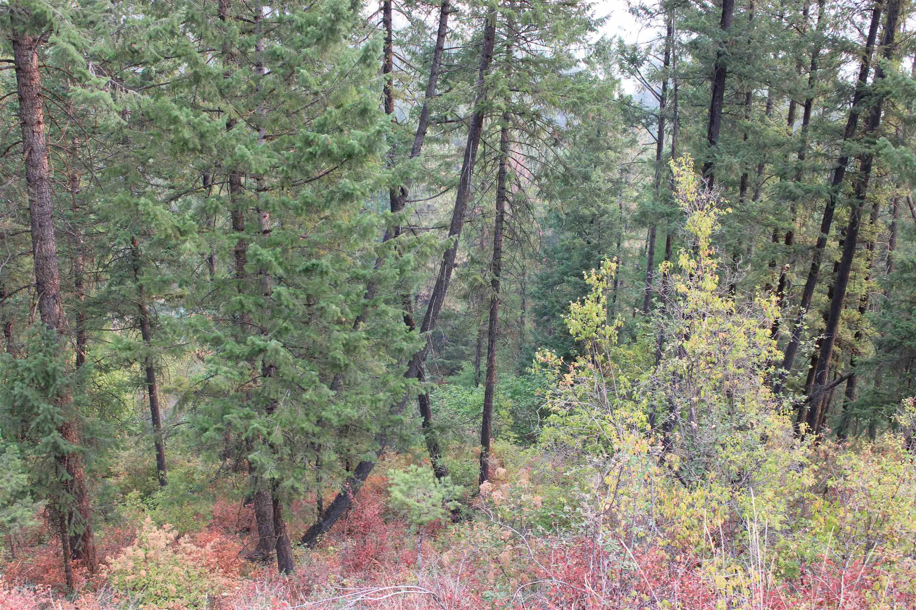 NKA Pine Rose (Lot 1) Way - Photo 13