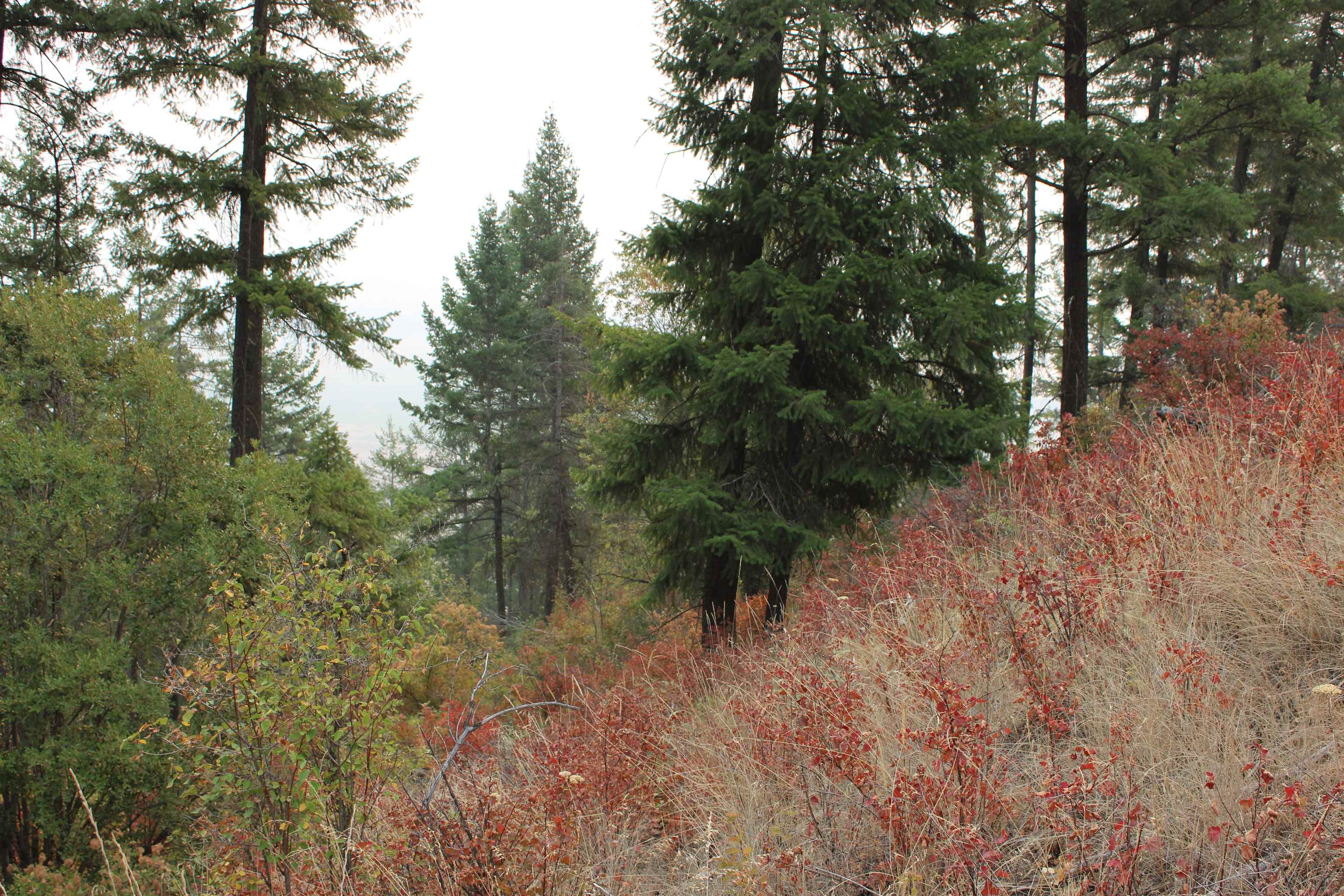 NKA Pine Rose (Lot 1) Way - Photo 14