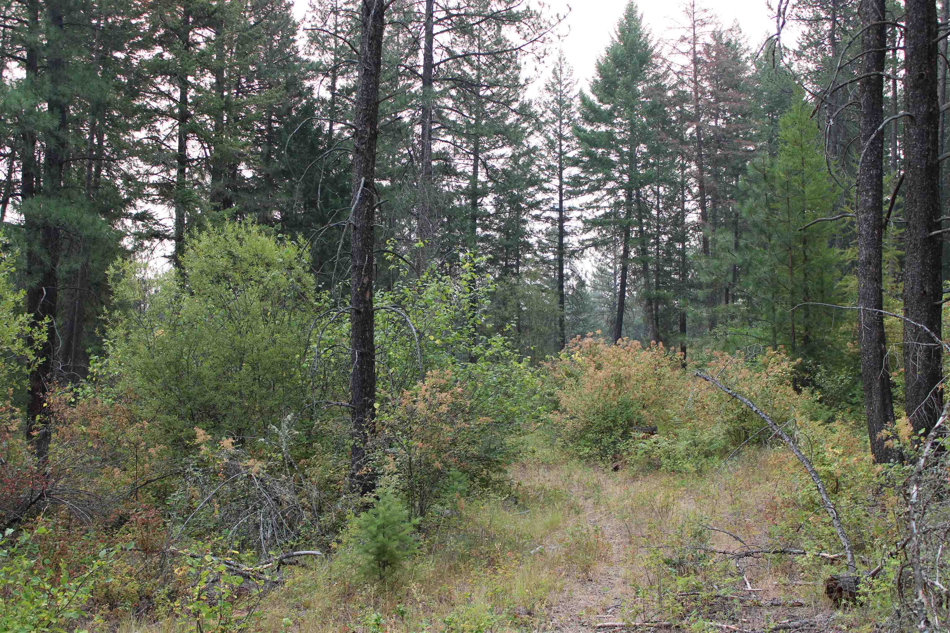 NKA Pine Rose (Lot 3) Way - Photo 3