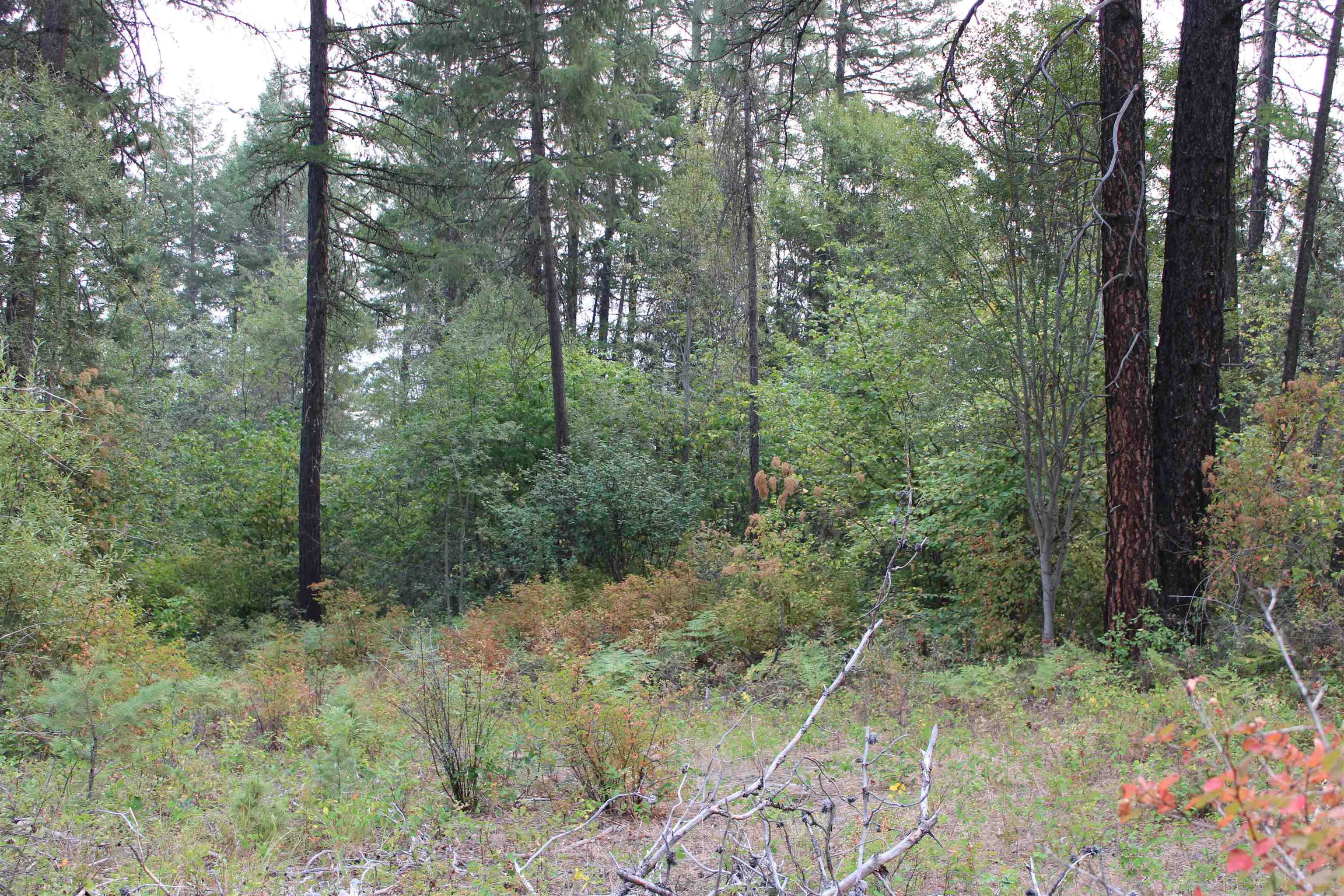 NKA Pine Rose (Lot 3) Way - Photo 5