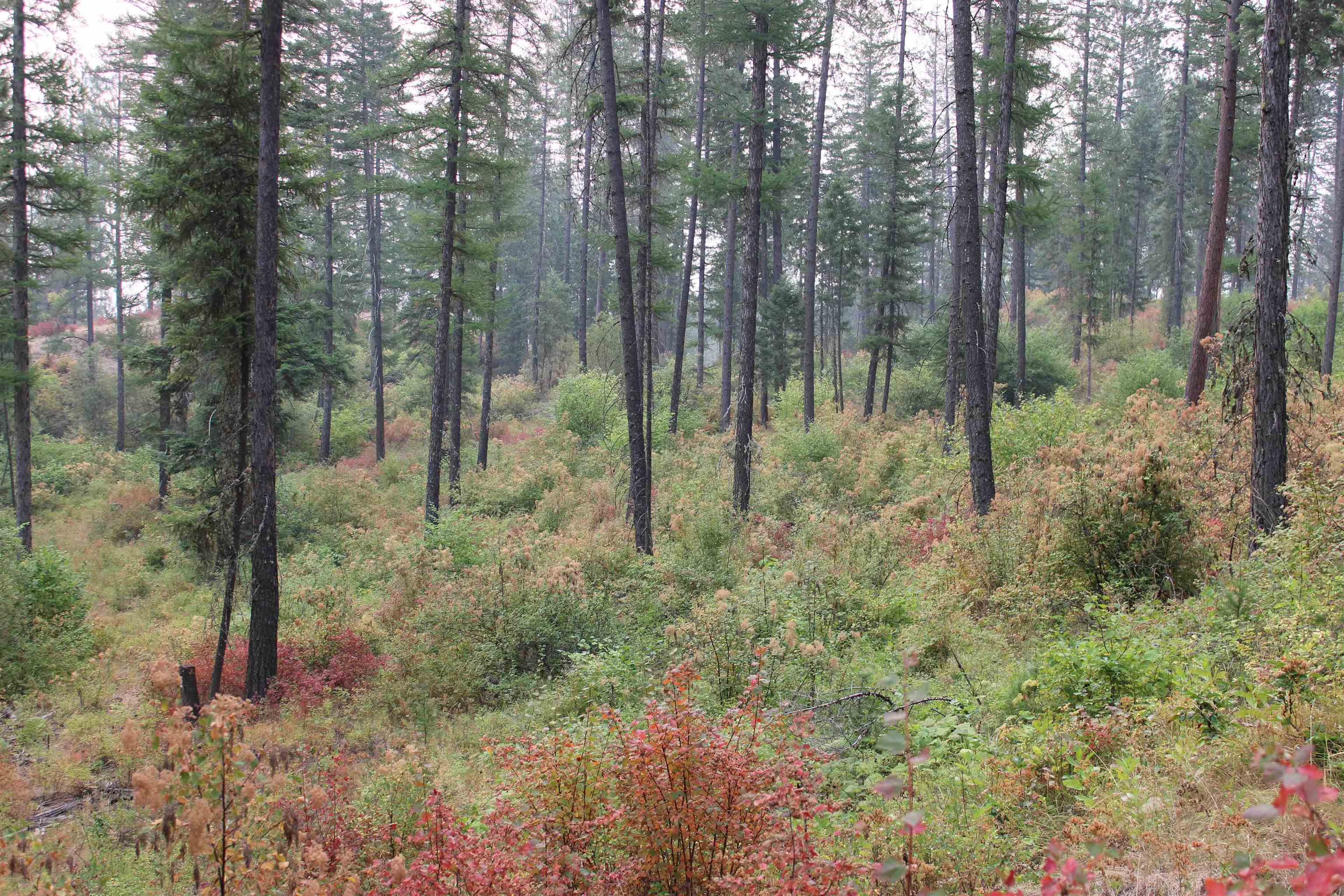 NKA Pine Rose (Lot 3) Way - Photo 6