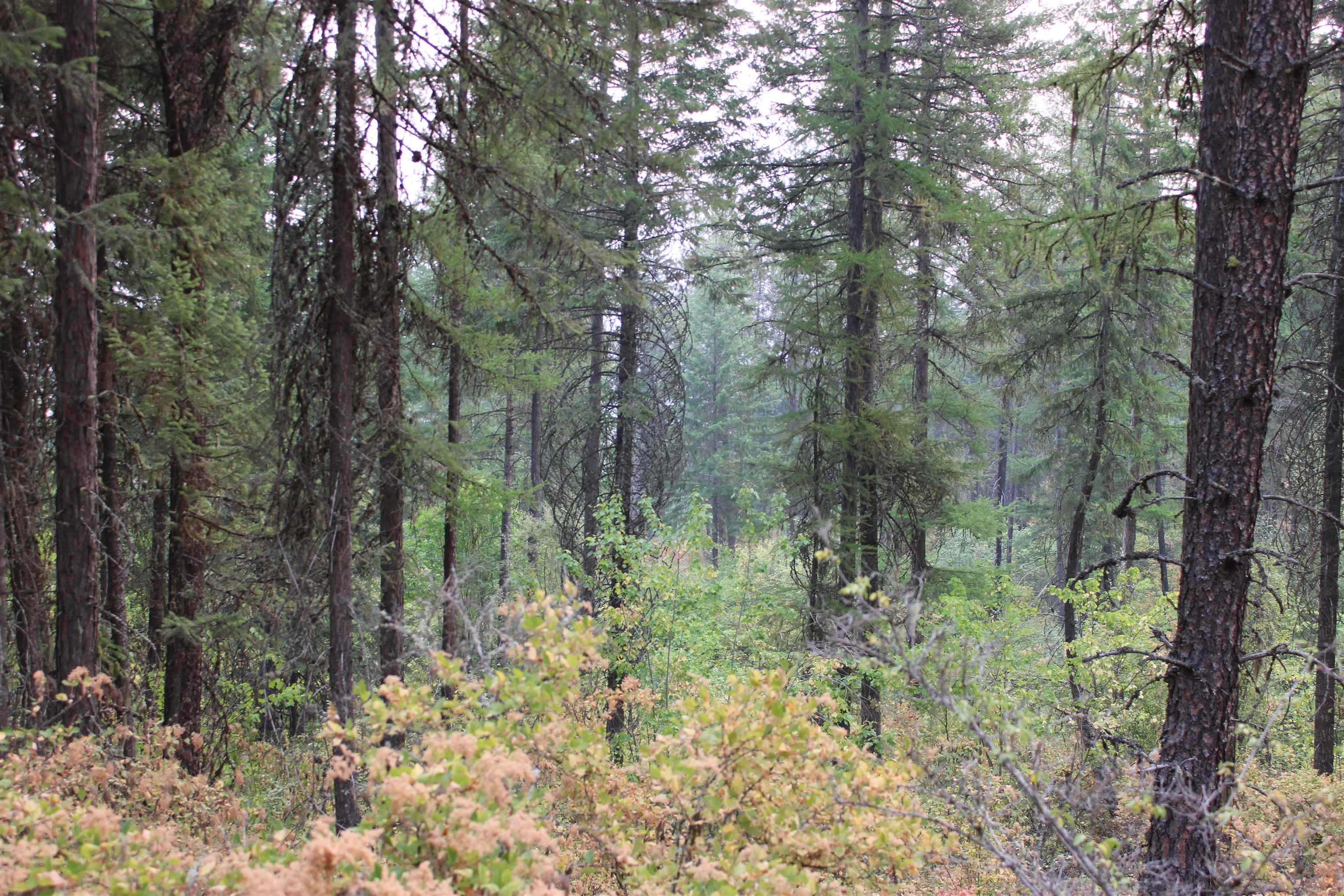 NKA Pine Rose (Lot 3) Way - Photo 7