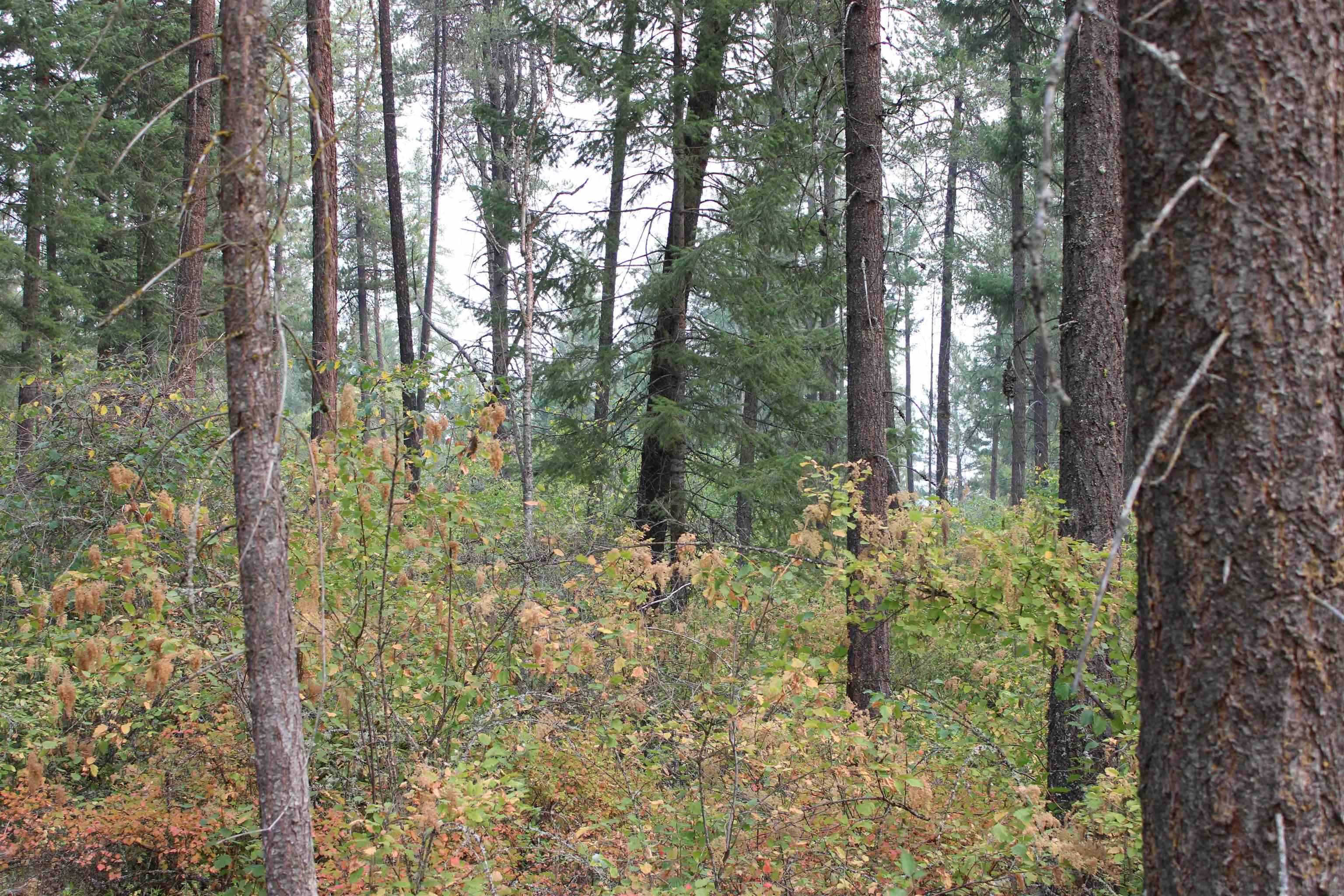 NKA Pine Rose (Lot 3) Way - Photo 8
