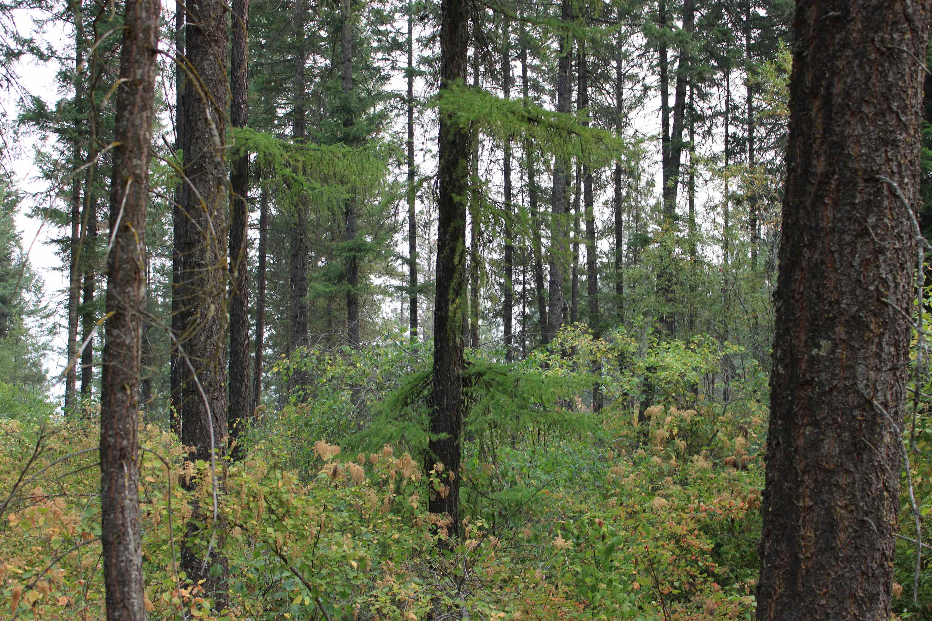 NKA Pine Rose (Lot 3) Way - Photo 9