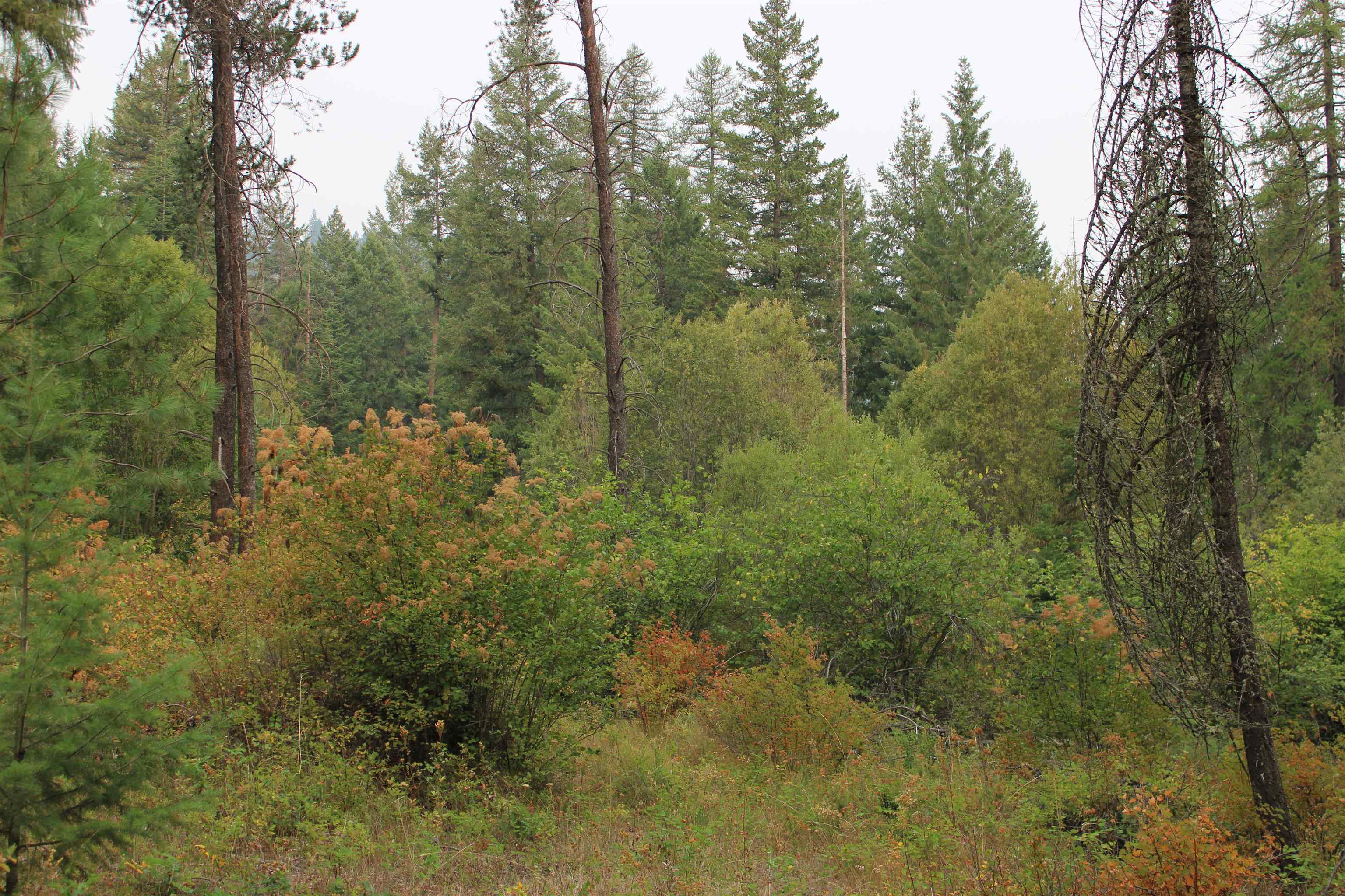 NKA Pine Rose (Lot 3) Way - Photo 10