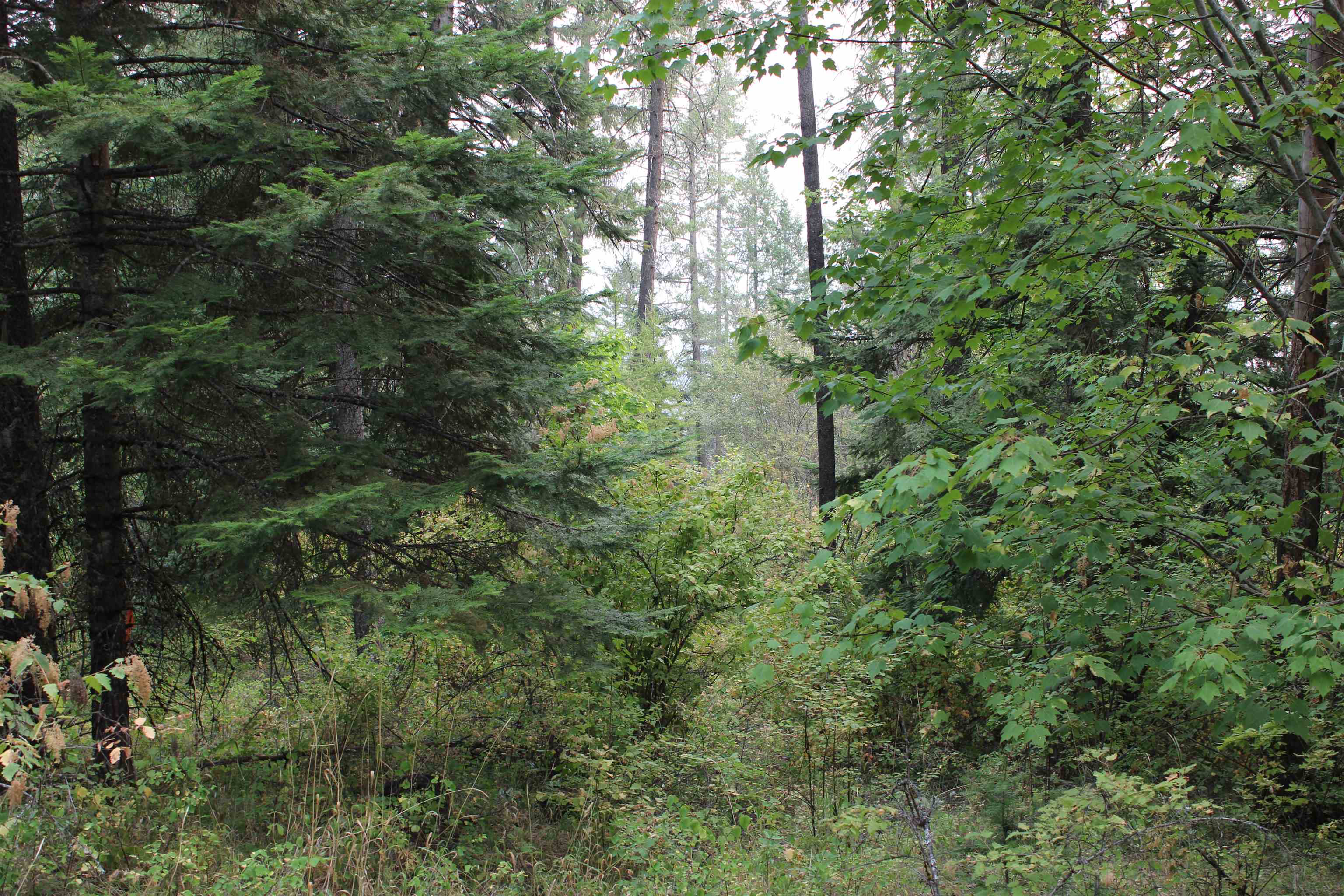 NKA Pine Rose (Lot 3) Way - Photo 11