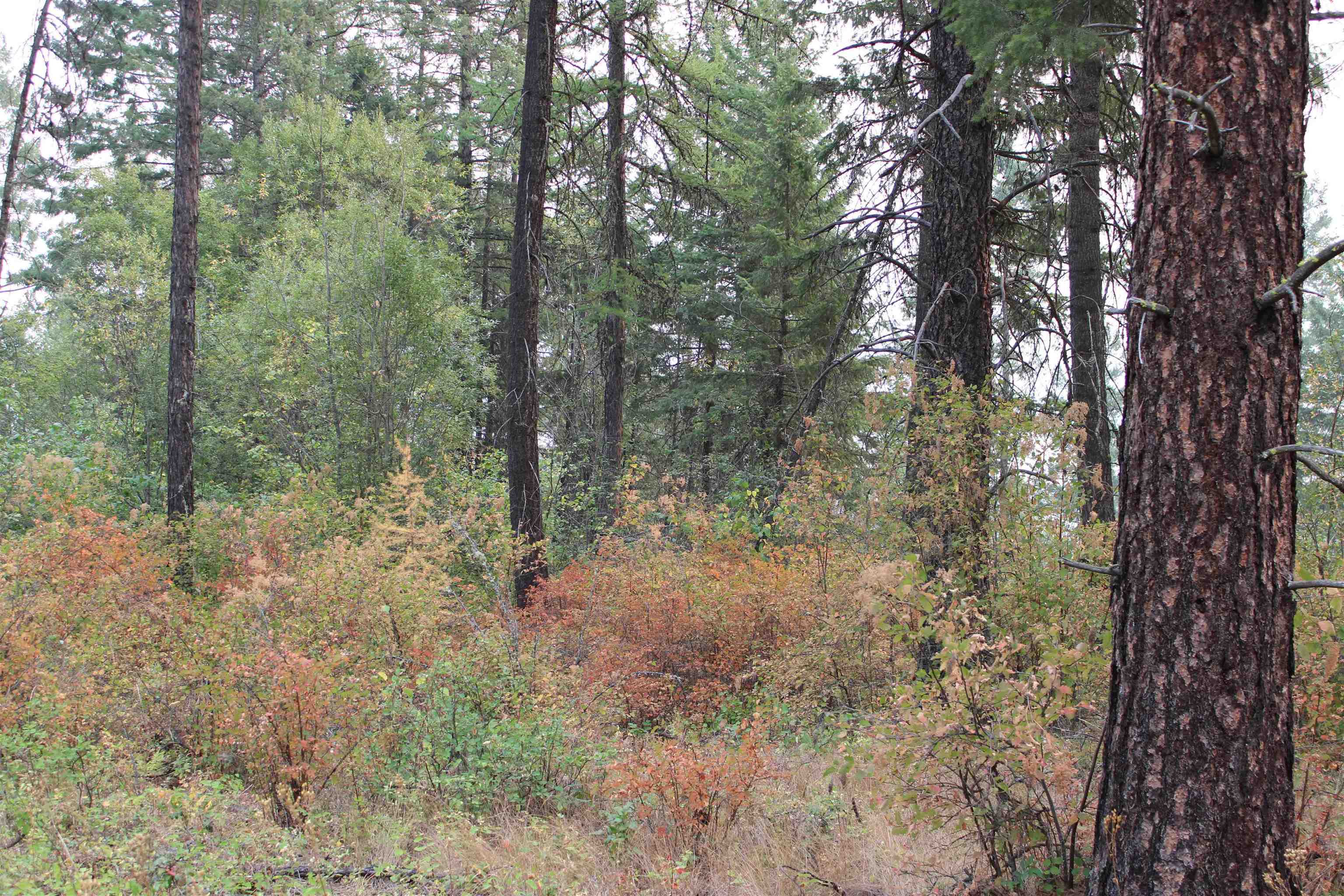 NKA Pine Rose (Lot 3) Way - Photo 12