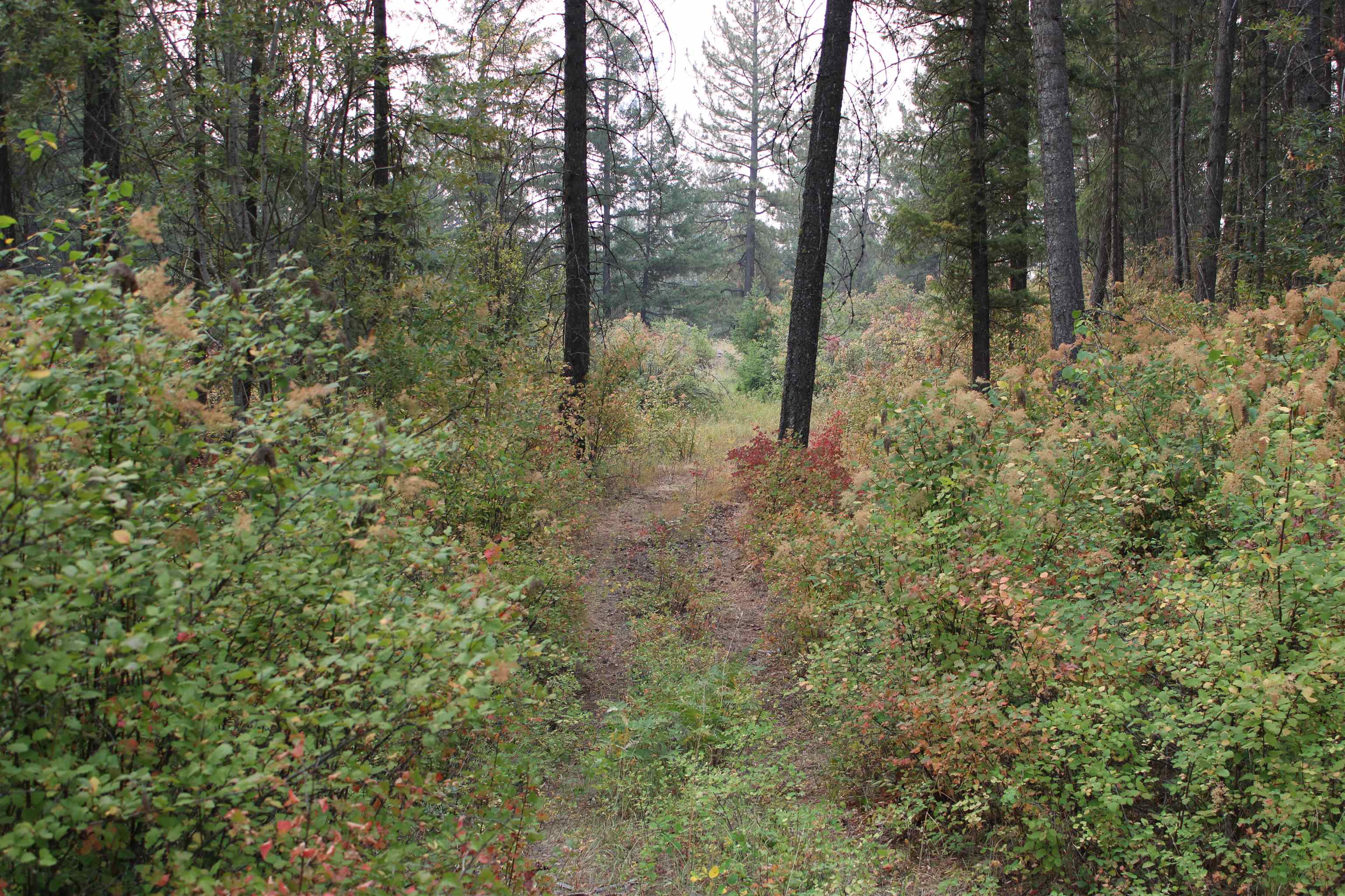 NKA Pine Rose (Lot 3) Way - Photo 13