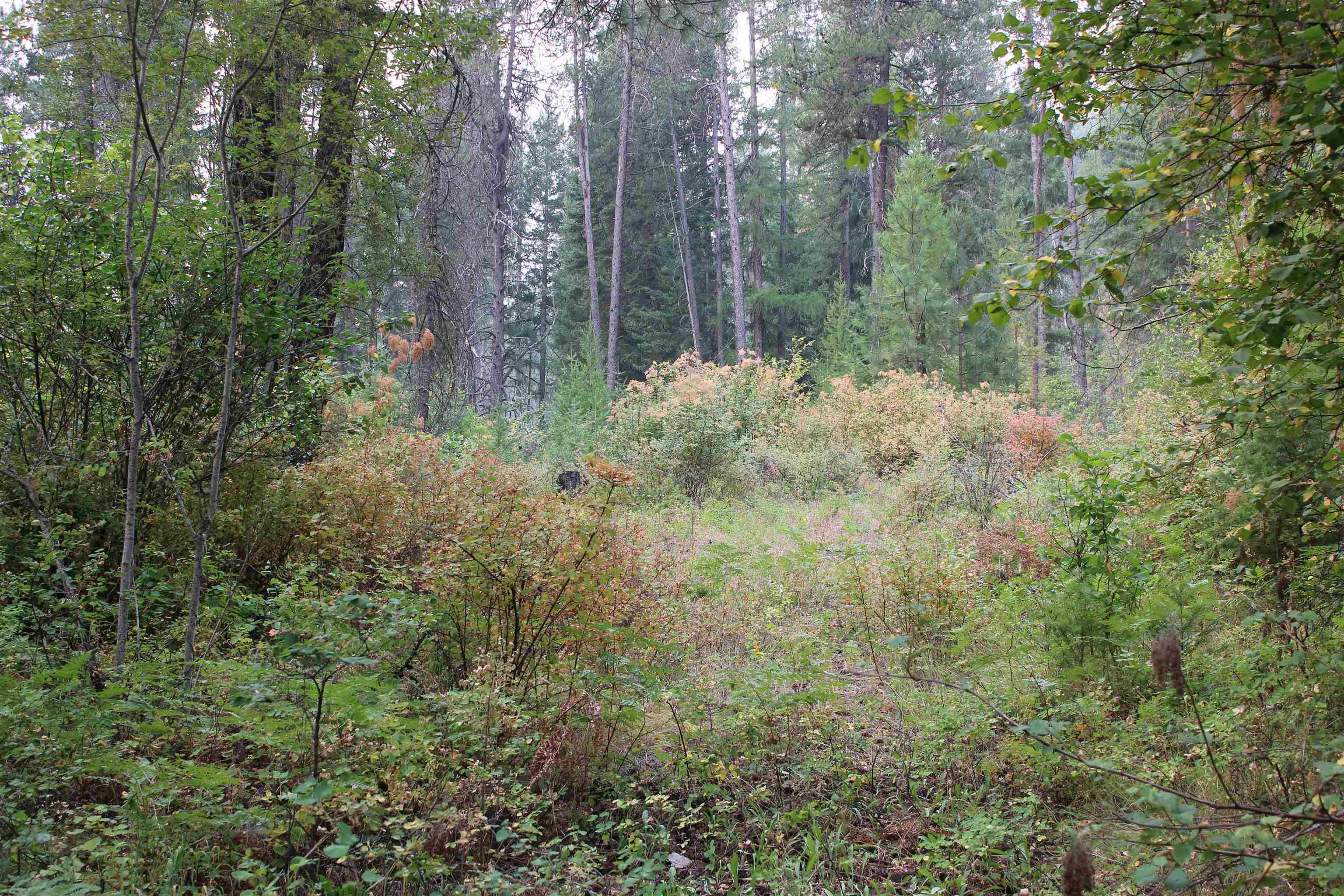 NKA Pine Rose (Lot 3) Way - Photo 14