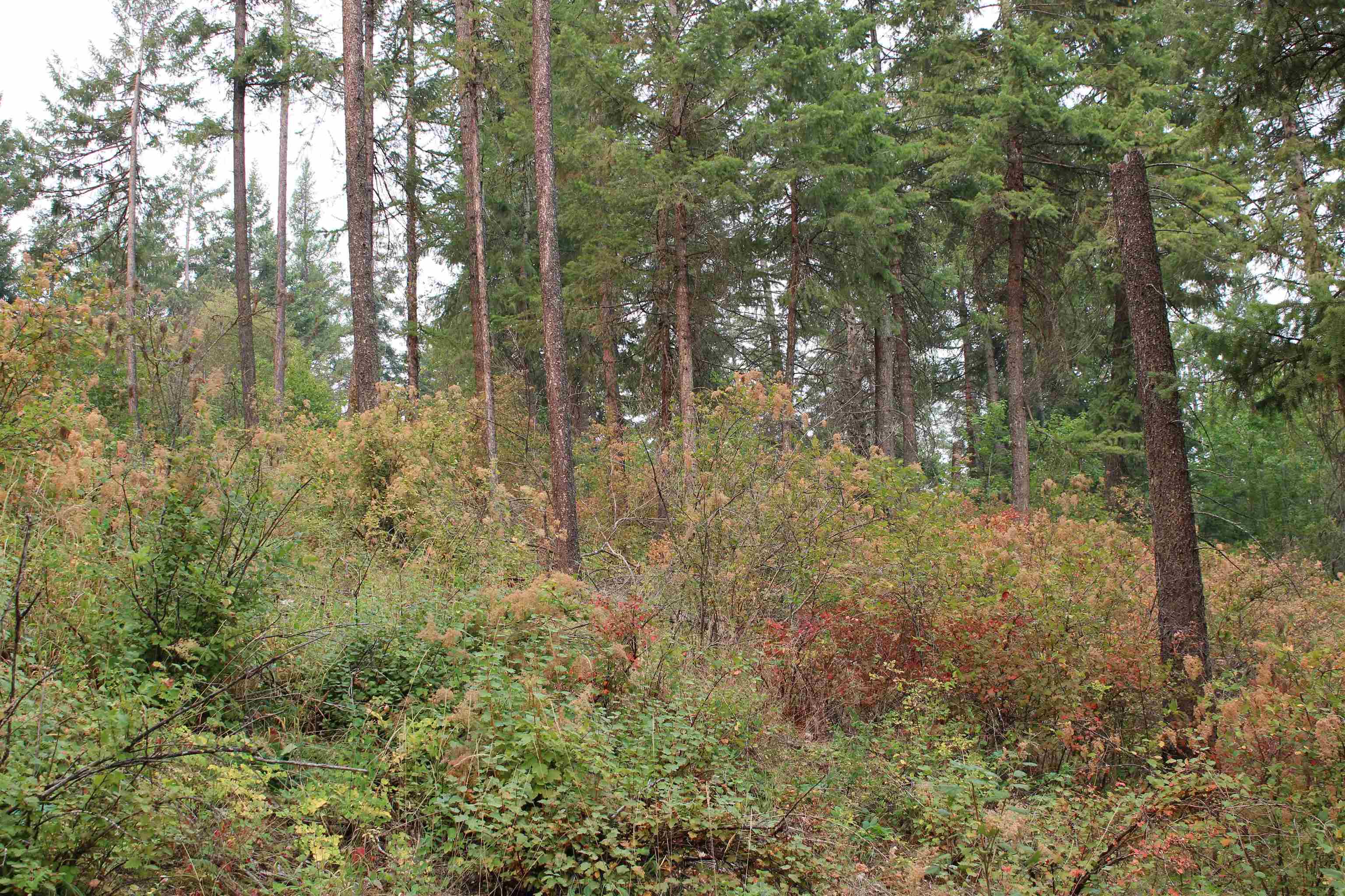 NKA Pine Rose (Lot 3) Way - Photo 15