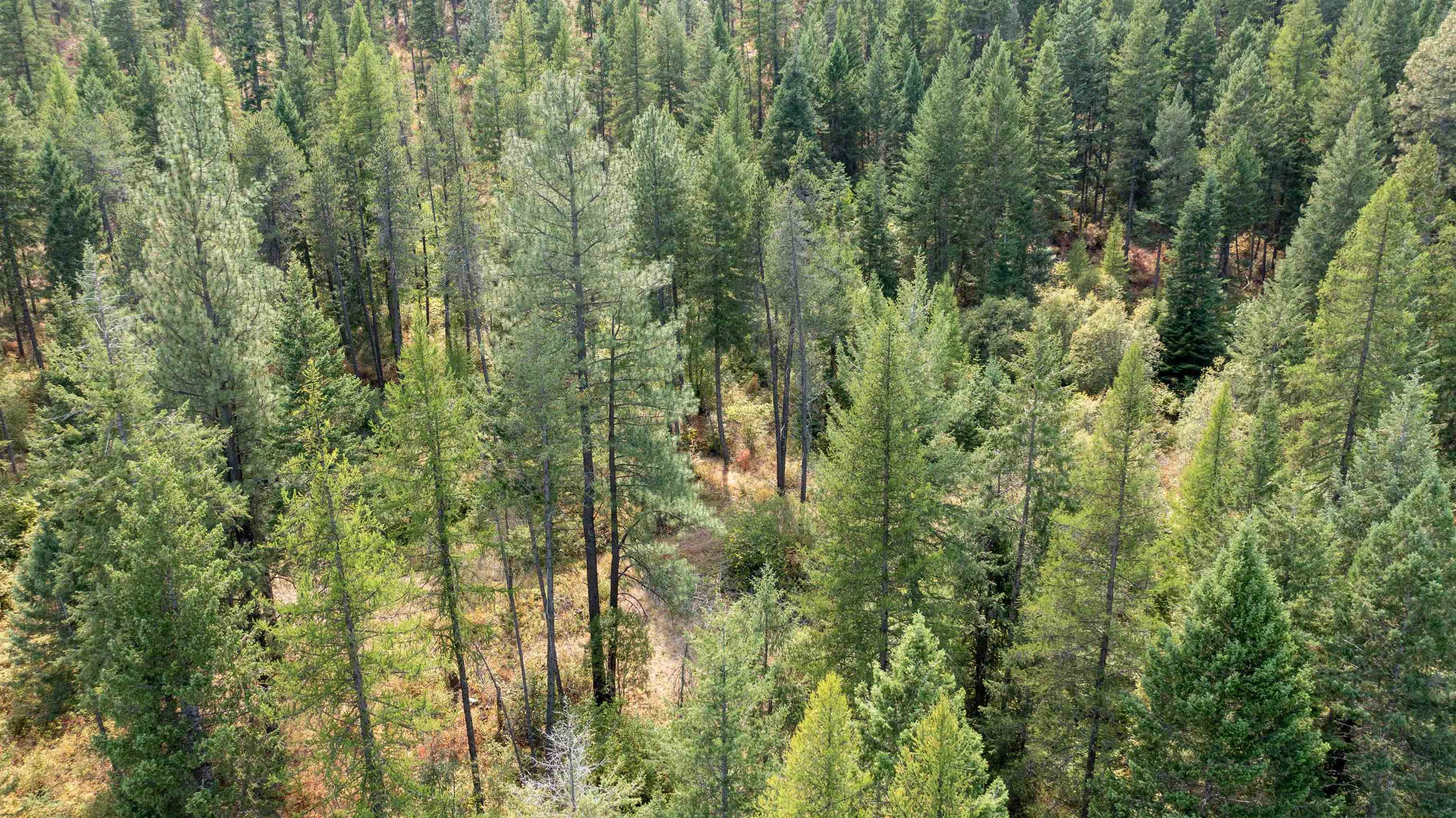 NKA Pine Rose (Lot 3) Way - Photo 22