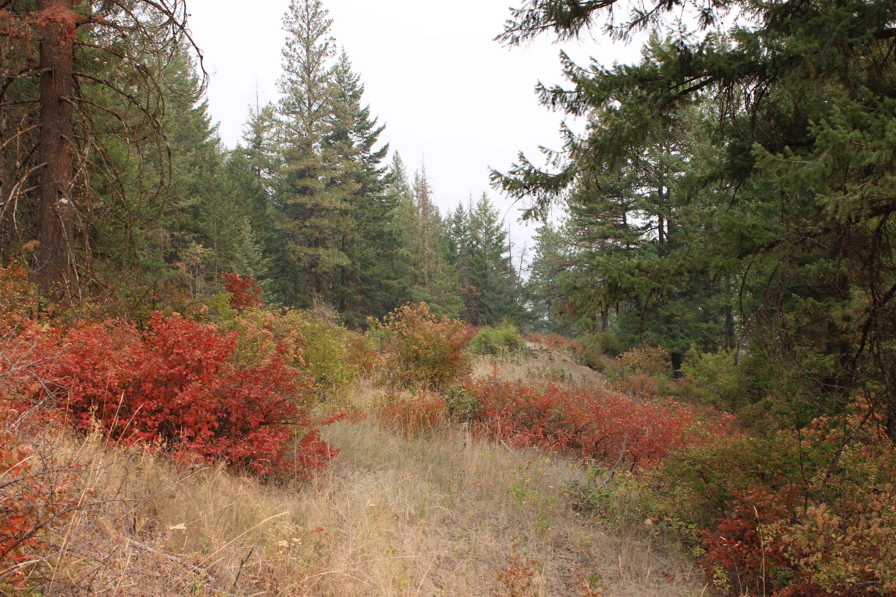 NKA Pine Rose (Lot 2) Way - Photo 2