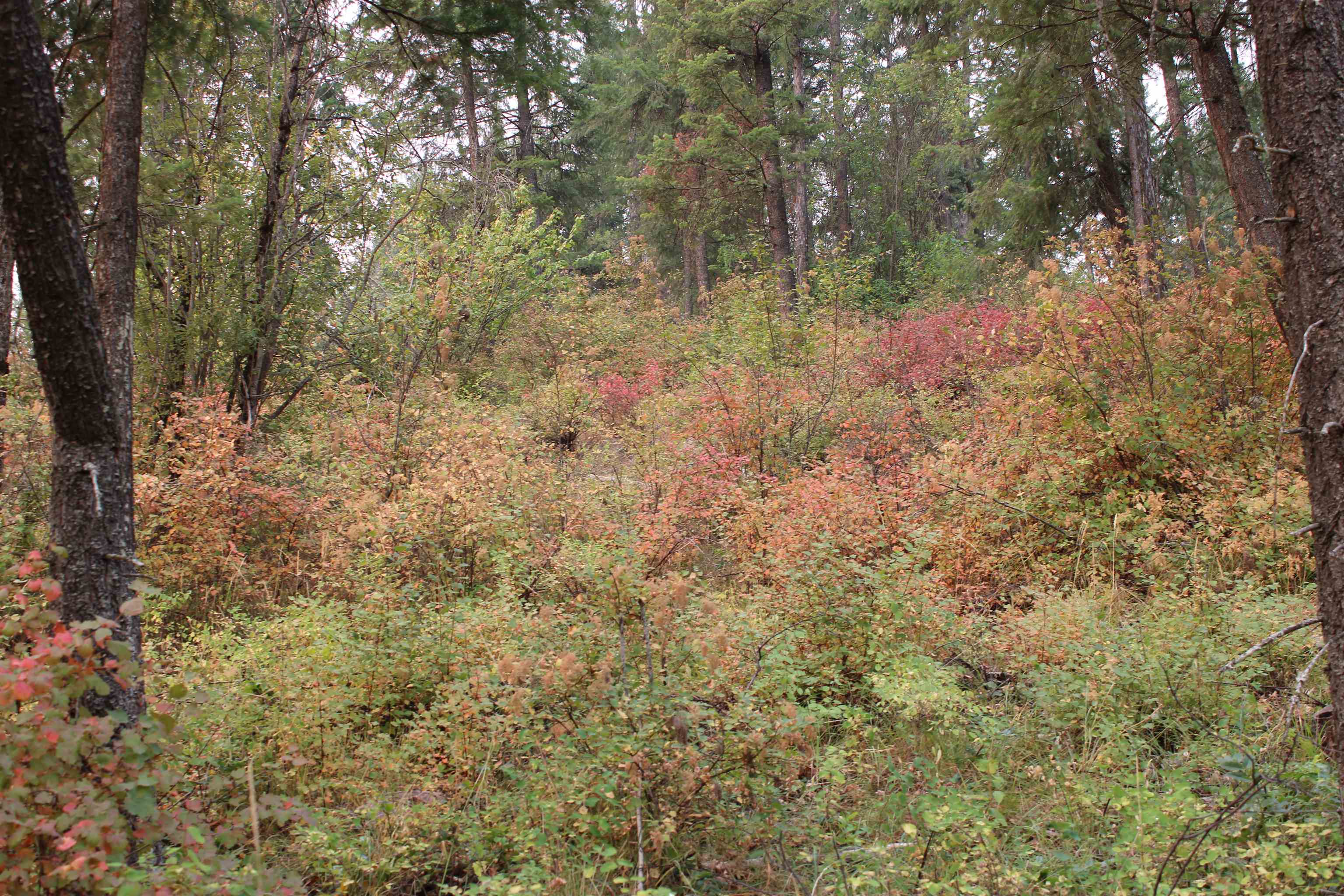 NKA Pine Rose (Lot 2) Way - Photo 5