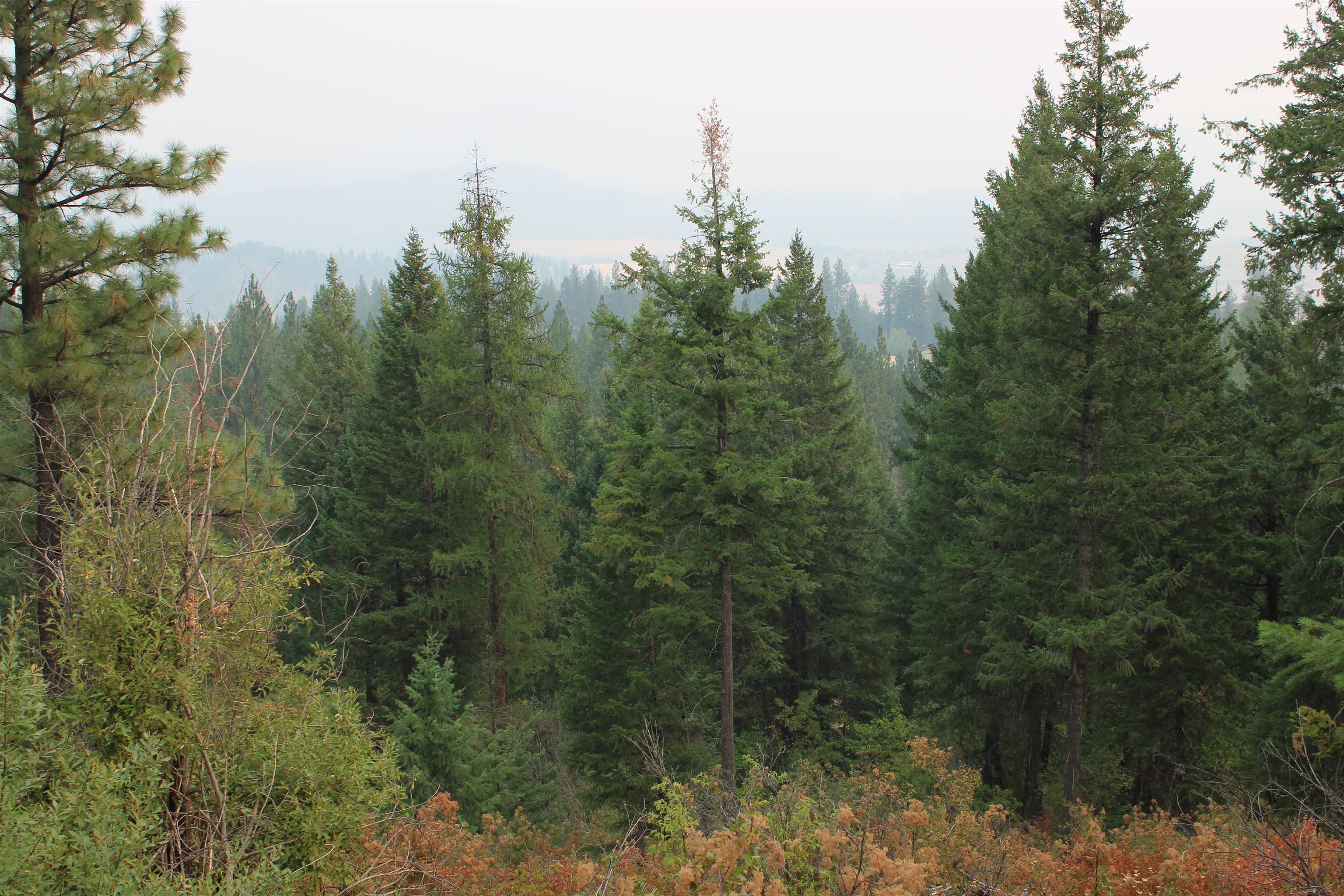 NKA Pine Rose (Lot 2) Way - Photo 6