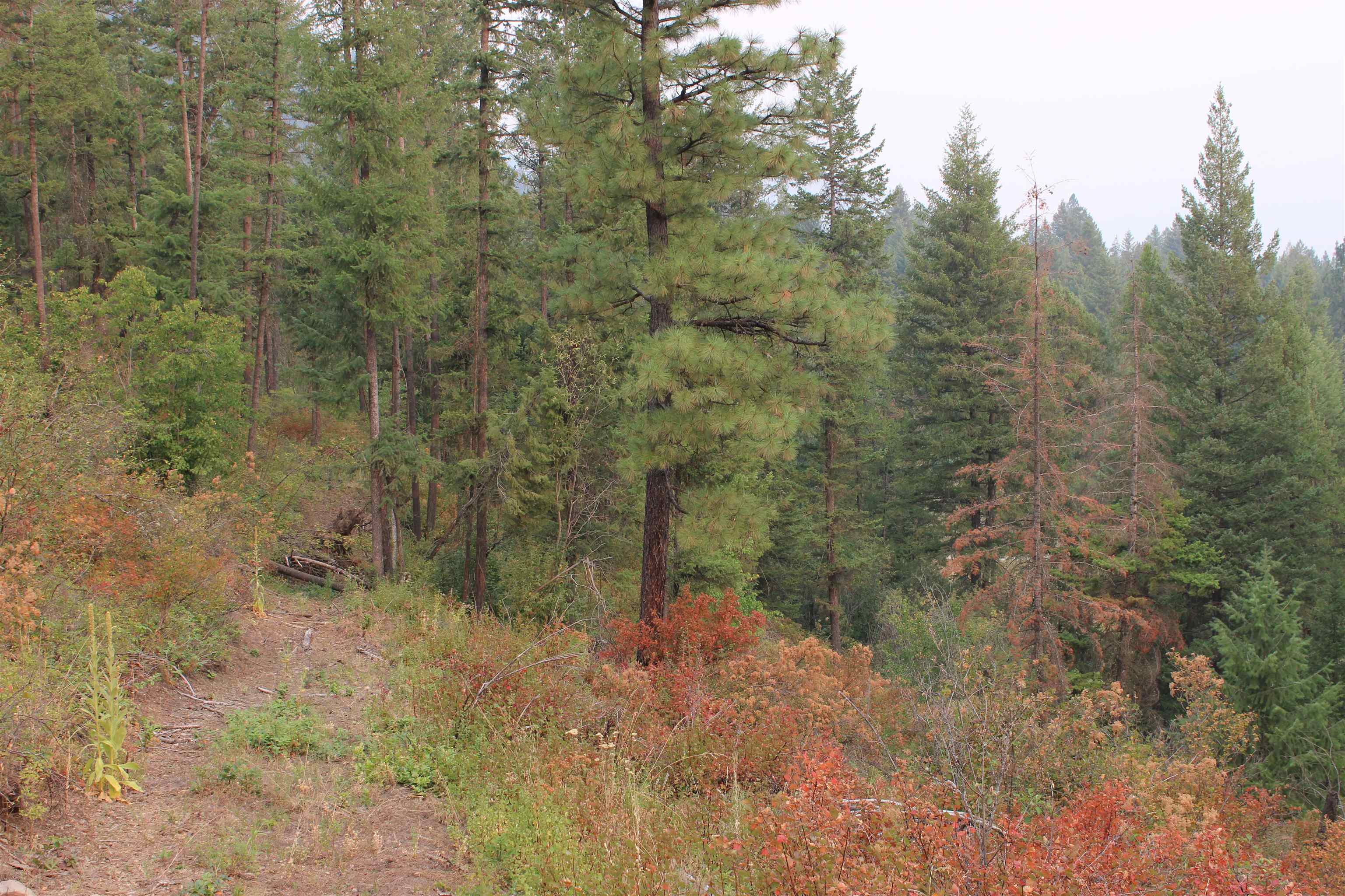 NKA Pine Rose (Lot 2) Way - Photo 8