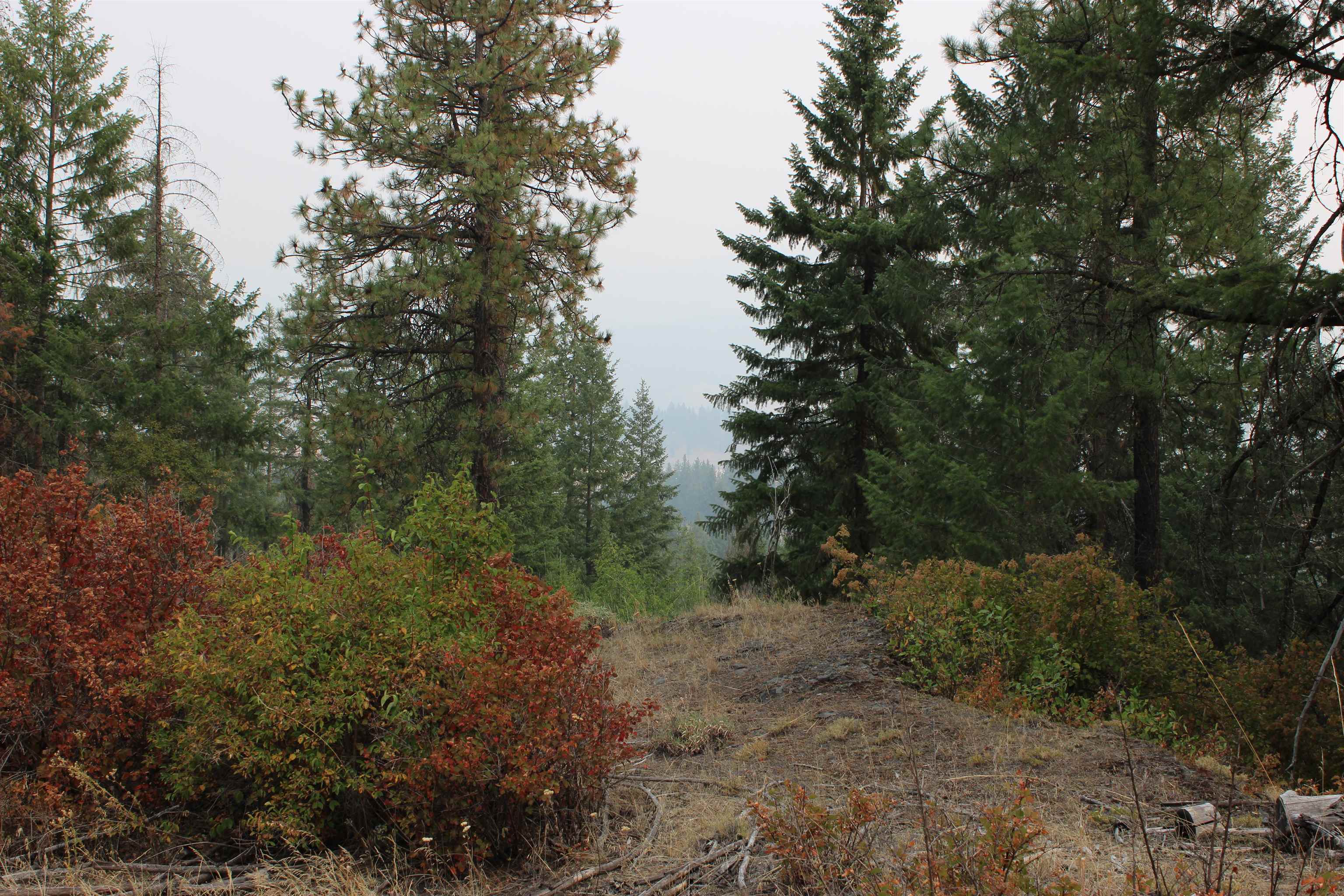 NKA Pine Rose (Lot 2) Way - Photo 9