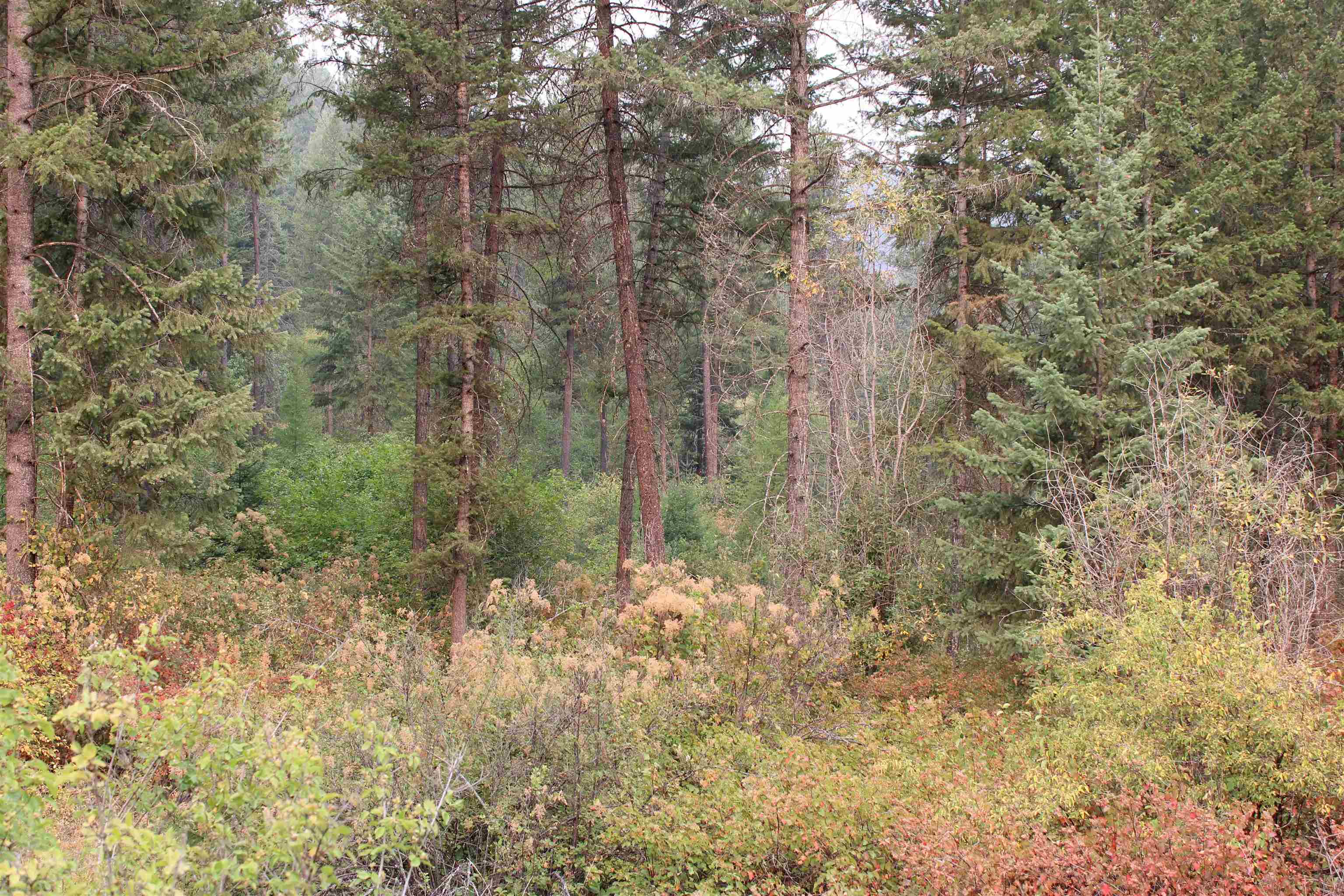 NKA Pine Rose (Lot 2) Way - Photo 10