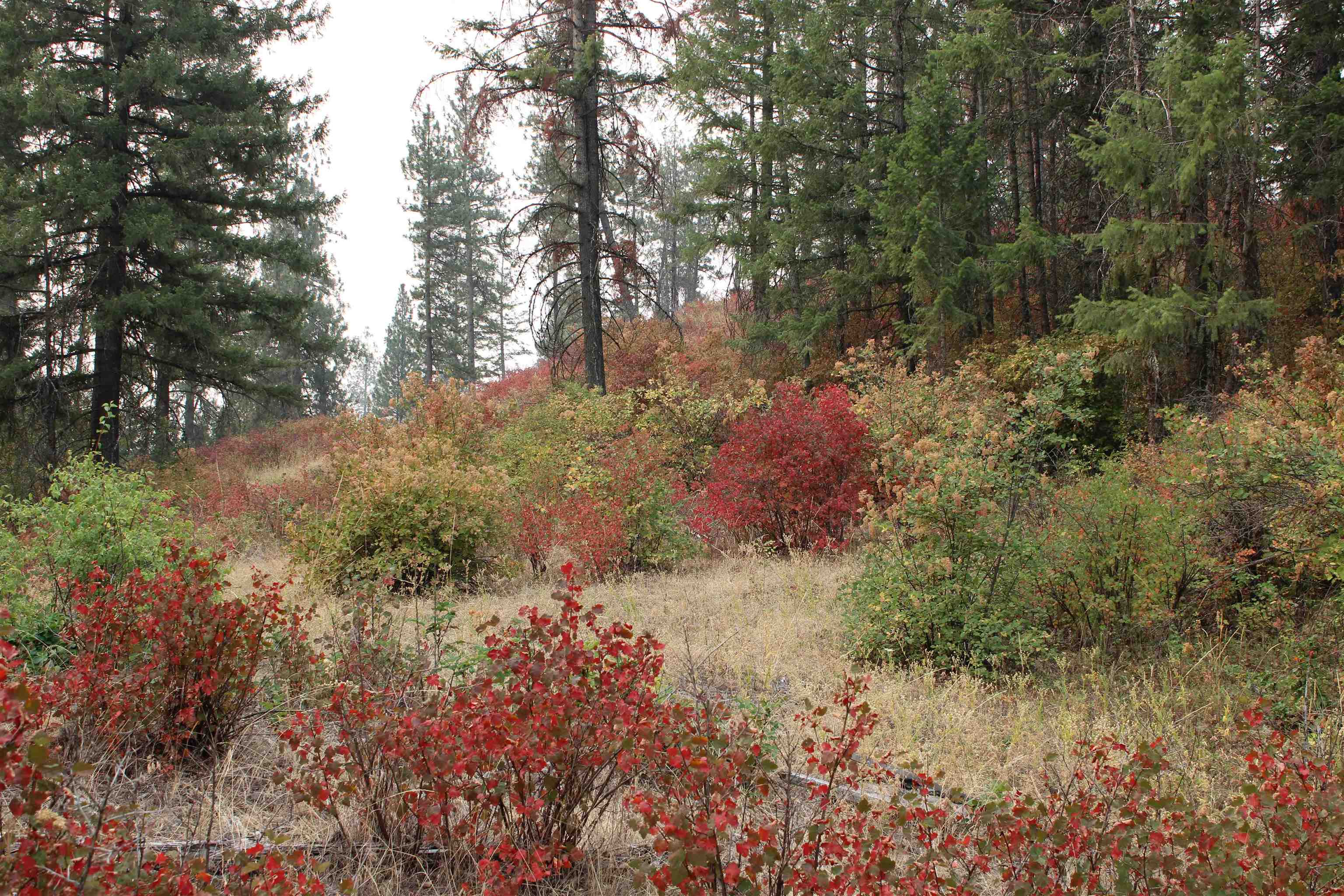 NKA Pine Rose (Lot 2) Way - Photo 11