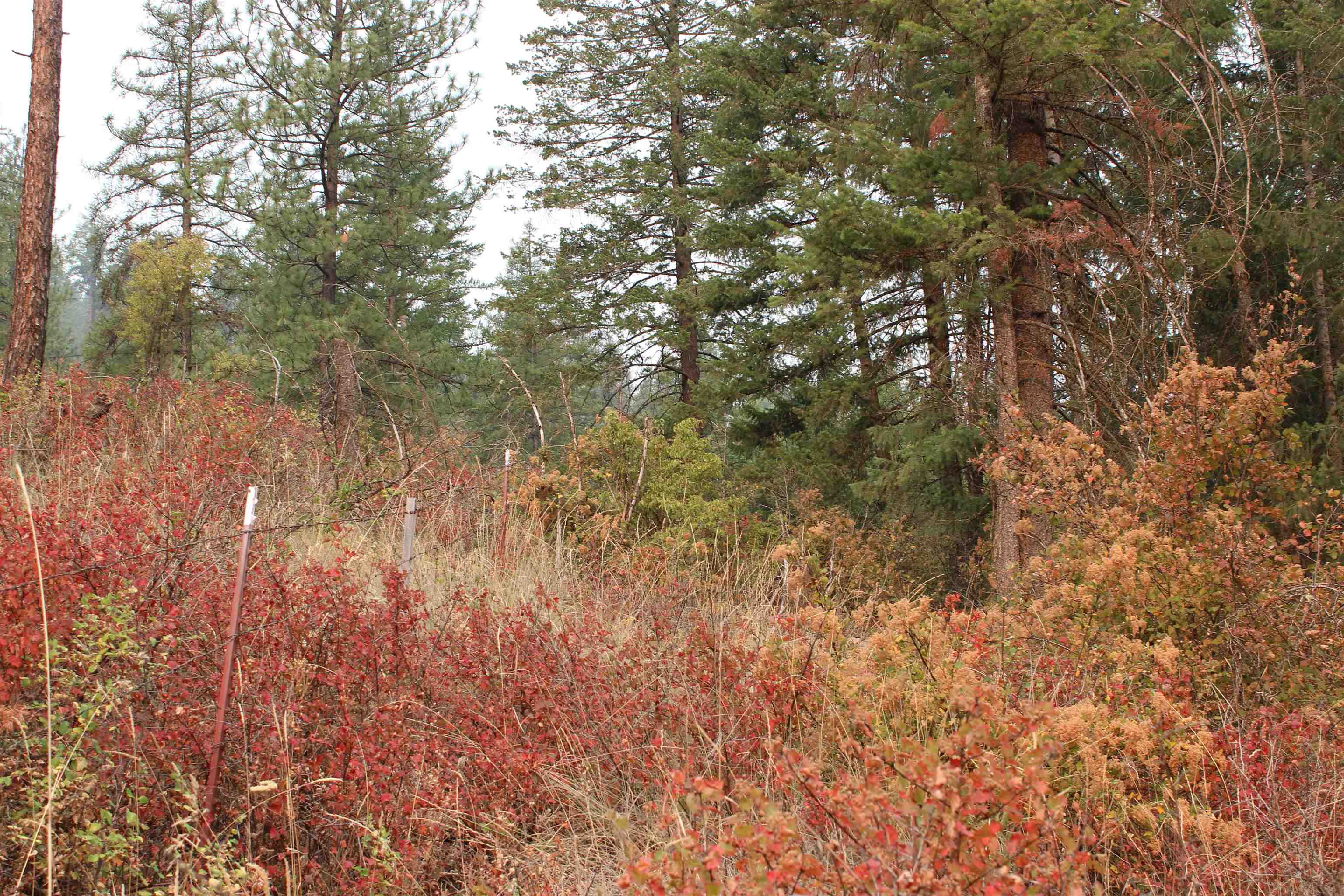 NKA Pine Rose (Lot 2) Way - Photo 12