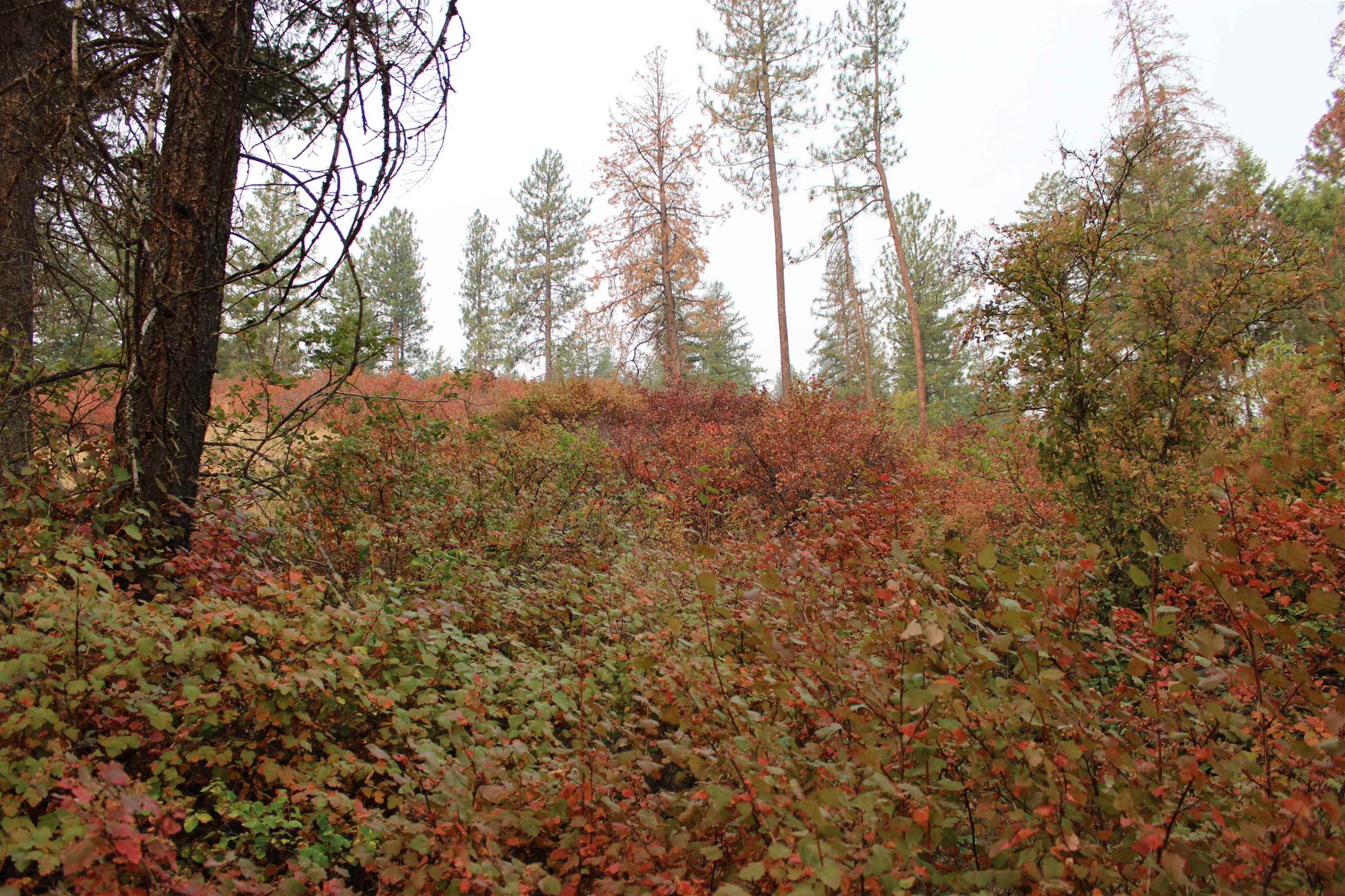 NKA Pine Rose (Lot 2) Way - Photo 13