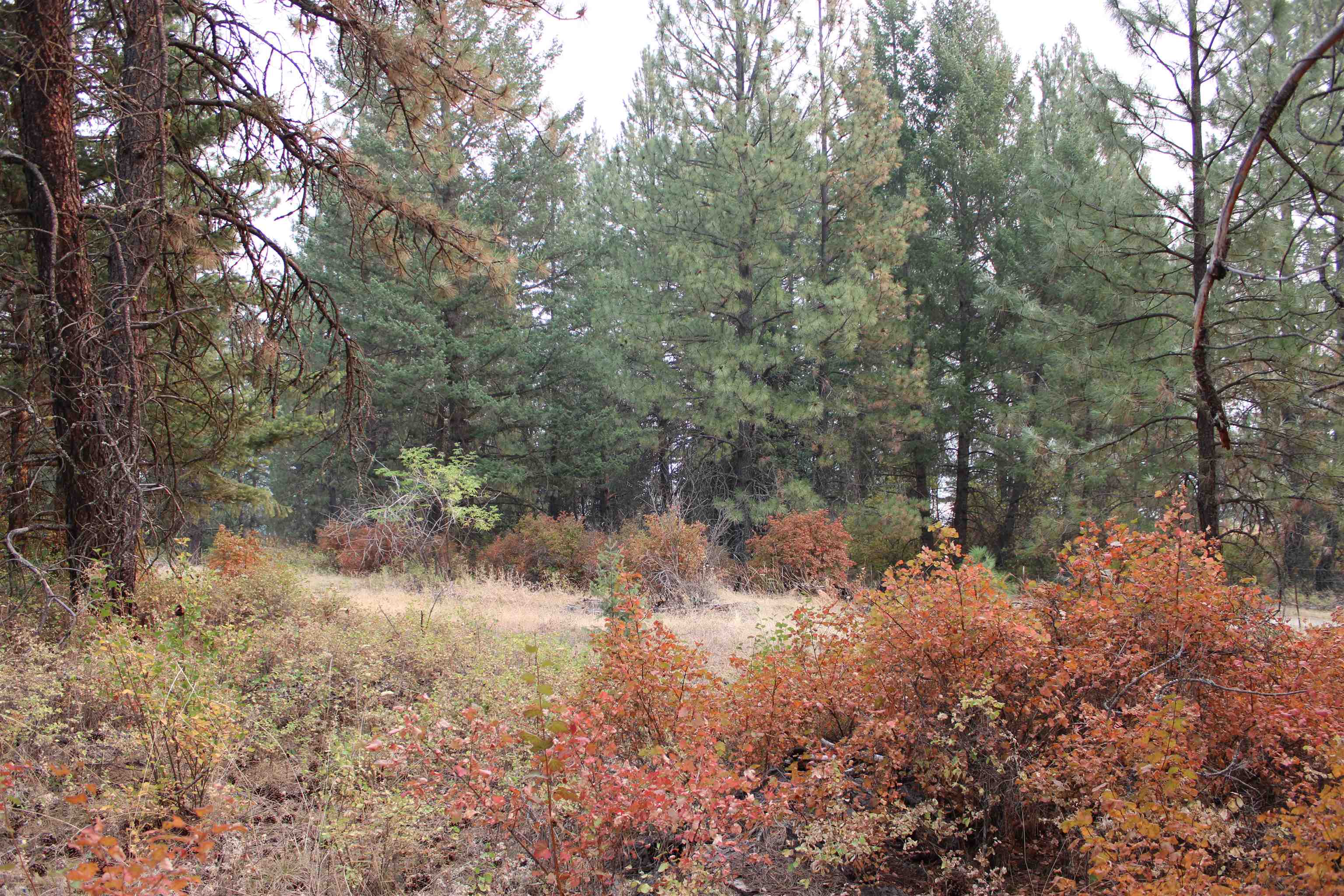 NKA Pine Rose (Lot 2) Way - Photo 14