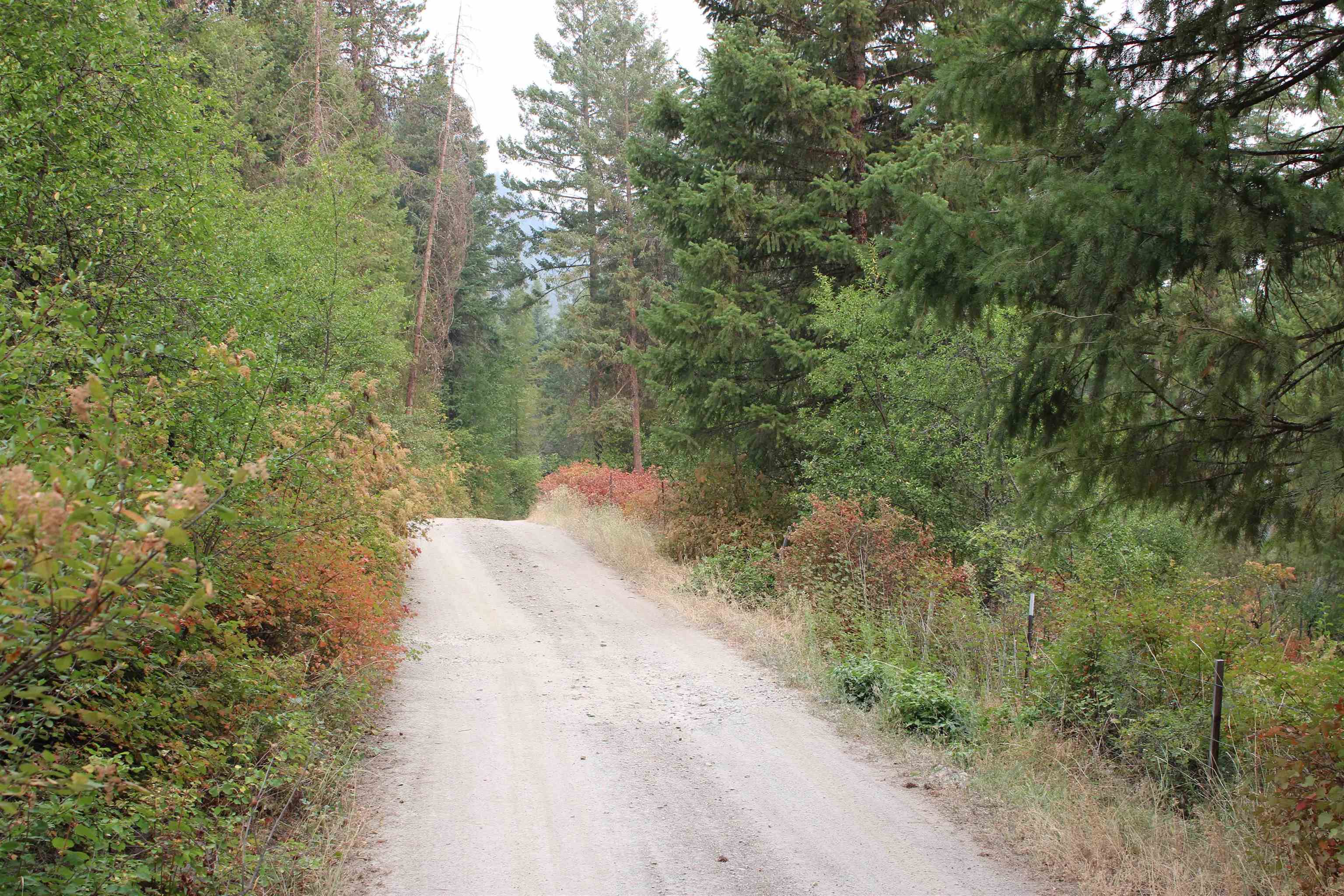 NKA Pine Rose (Lot 2) Way - Photo 16