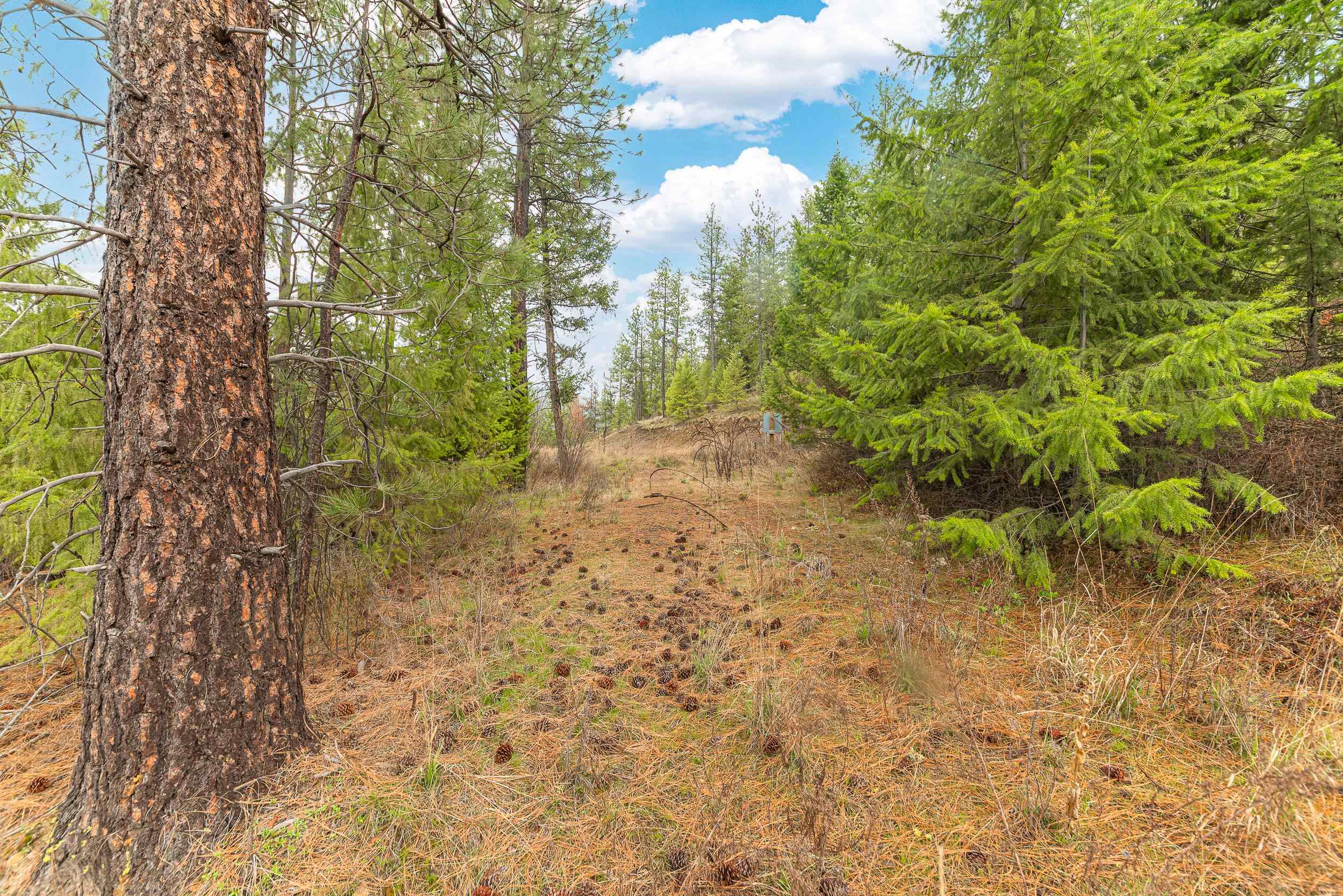35394 Spruce Grouse Ln N - Photo 16