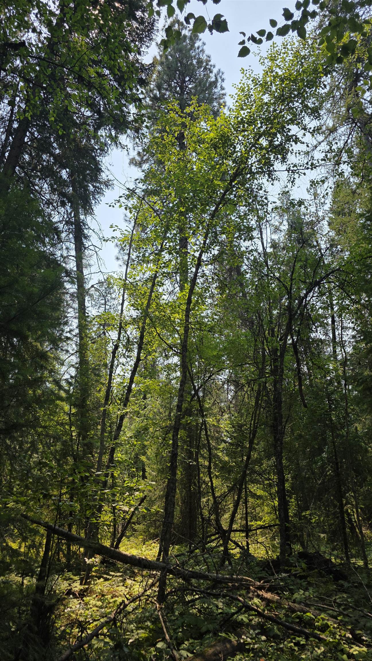 13 Lakeside Dr - Photo 29