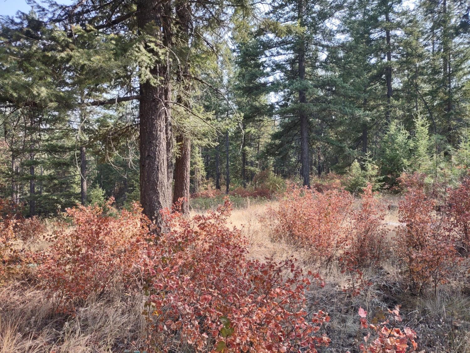 X Lodgepole Ln - Photo 6