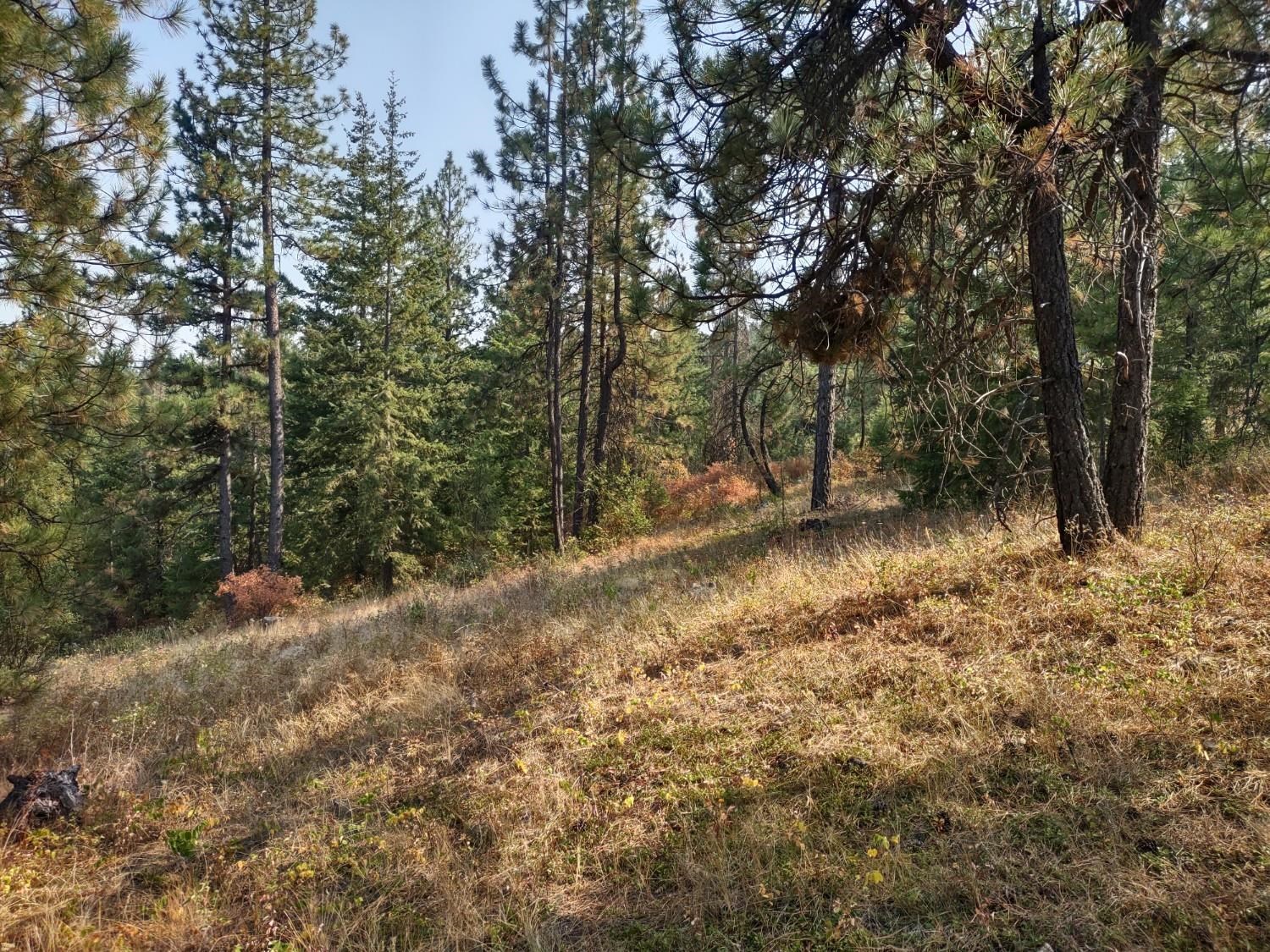 X Lodgepole Ln - Photo 7