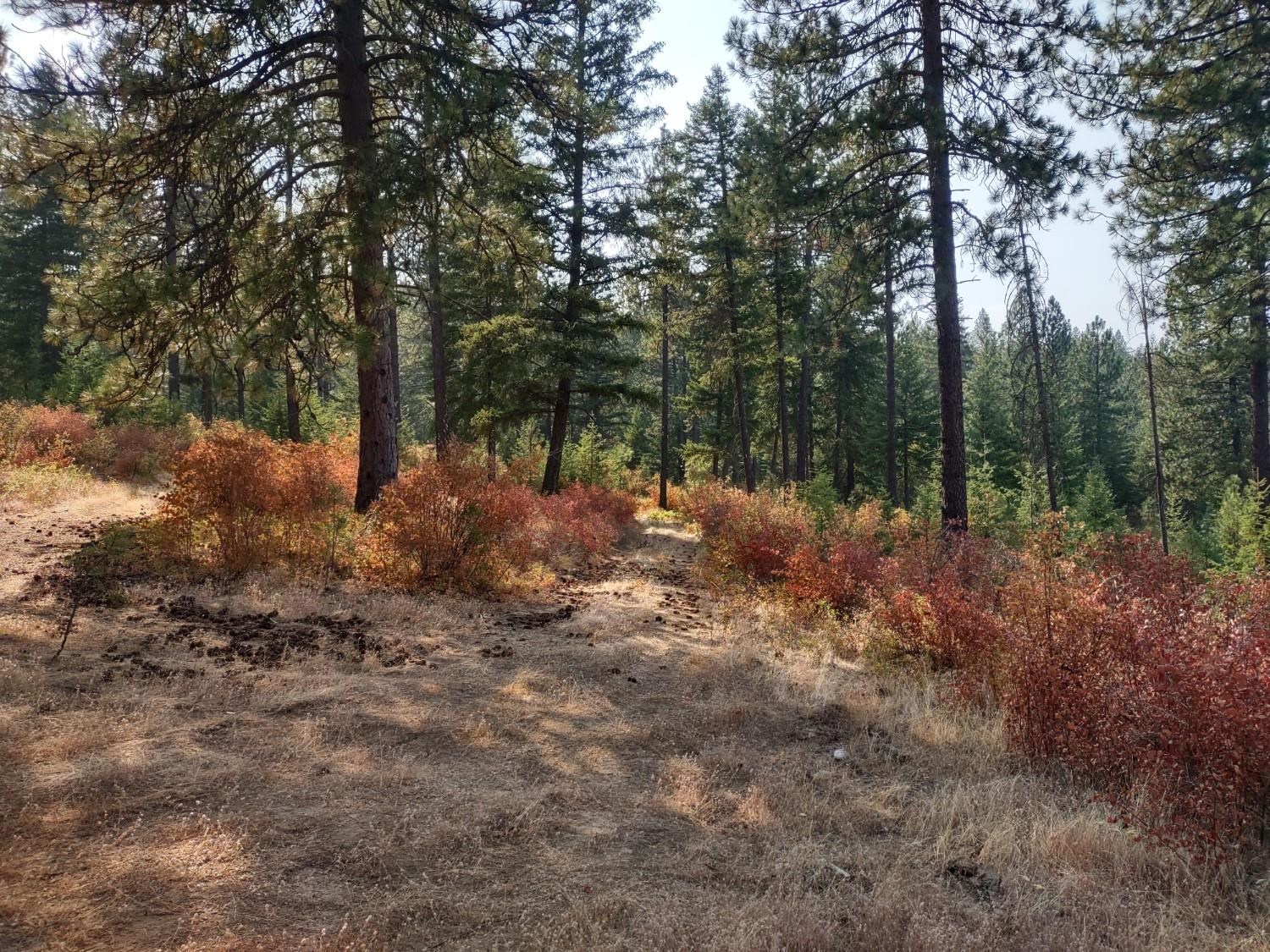 X Lodgepole Ln - Photo 9