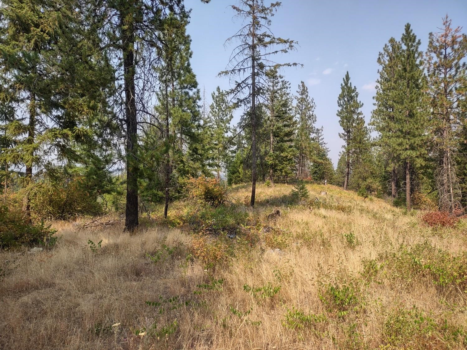 XX Lodgepole Ln - Photo 1