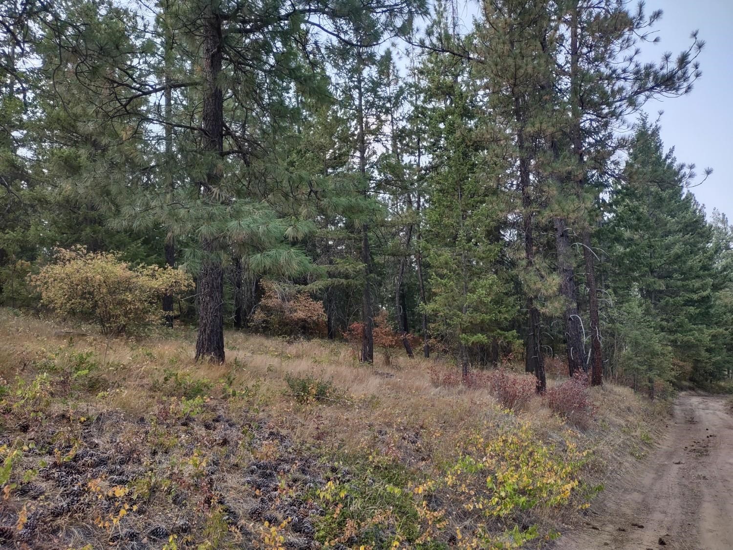 XX Lodgepole Ln - Photo 2