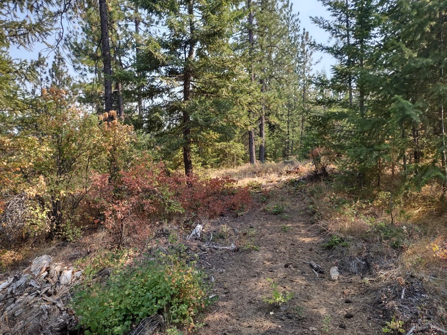 XX Lodgepole Ln - Photo 3