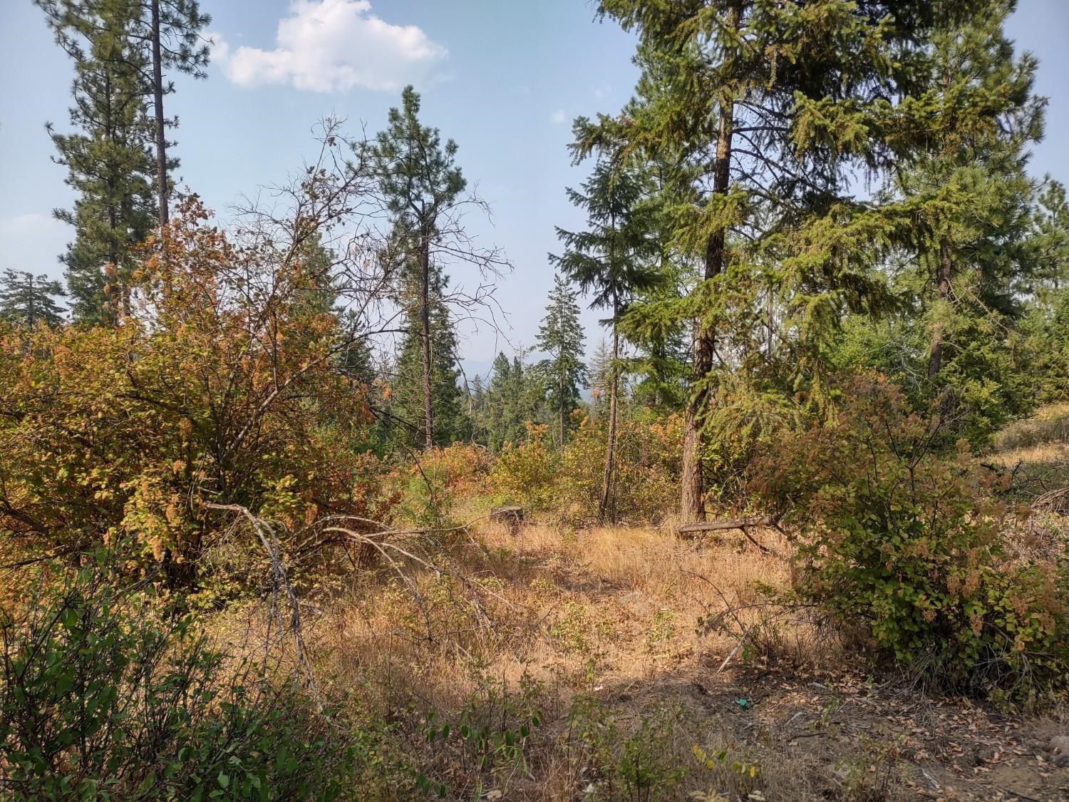 XX Lodgepole Ln - Photo 4