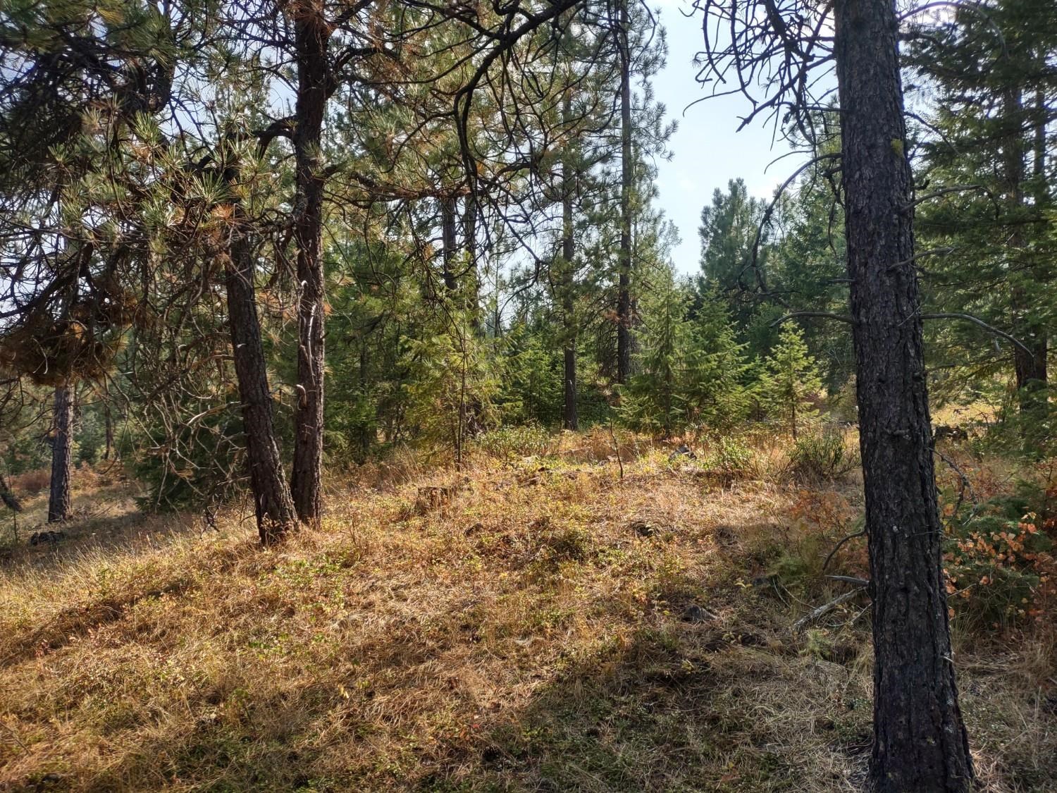 XX Lodgepole Ln - Photo 5